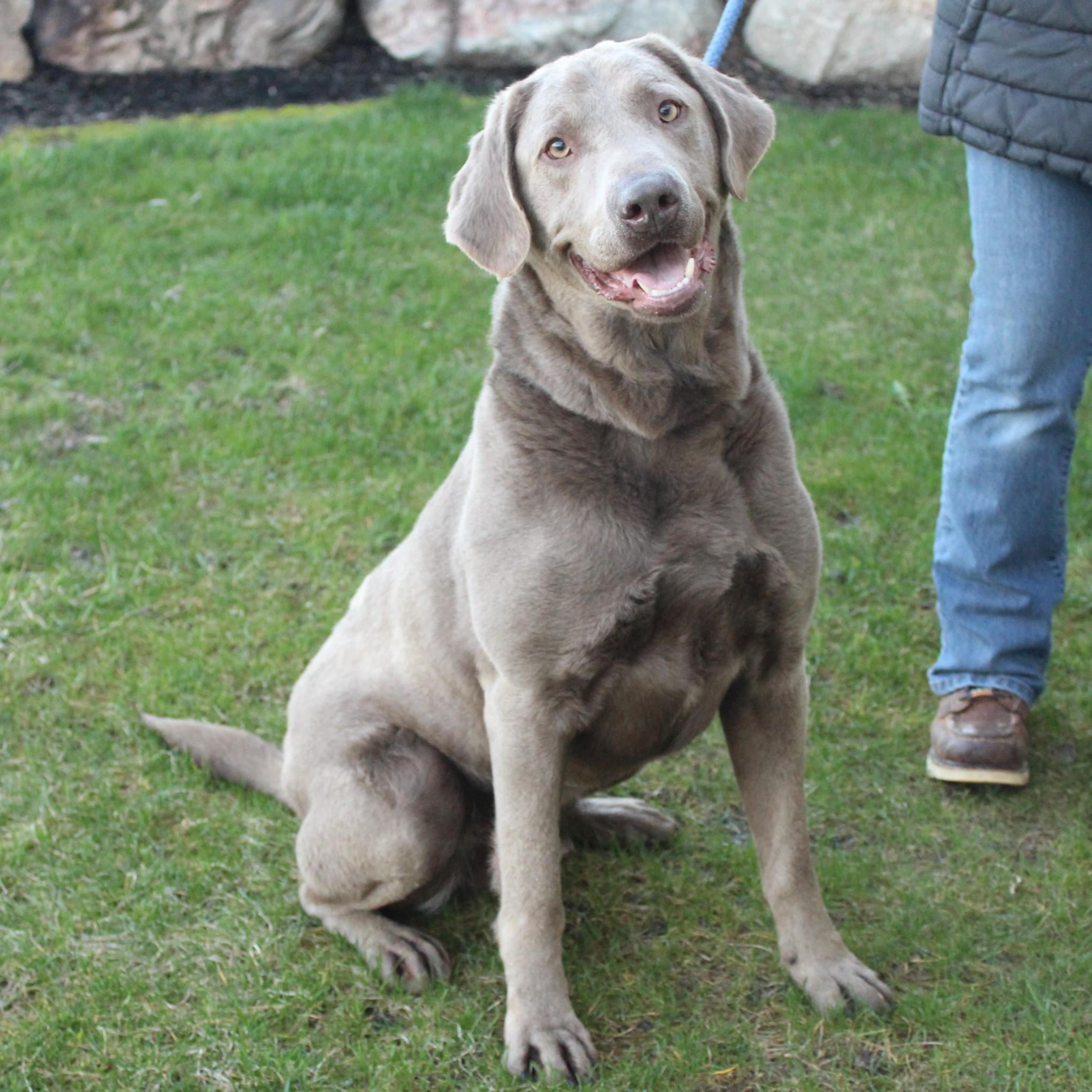 Enlarge Cash, an adopted Labrador Retriever in Eaton, OH image 2/6