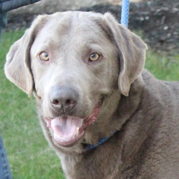 Enlarge Cash, an adopted Labrador Retriever in Eaton, OH image 4/6