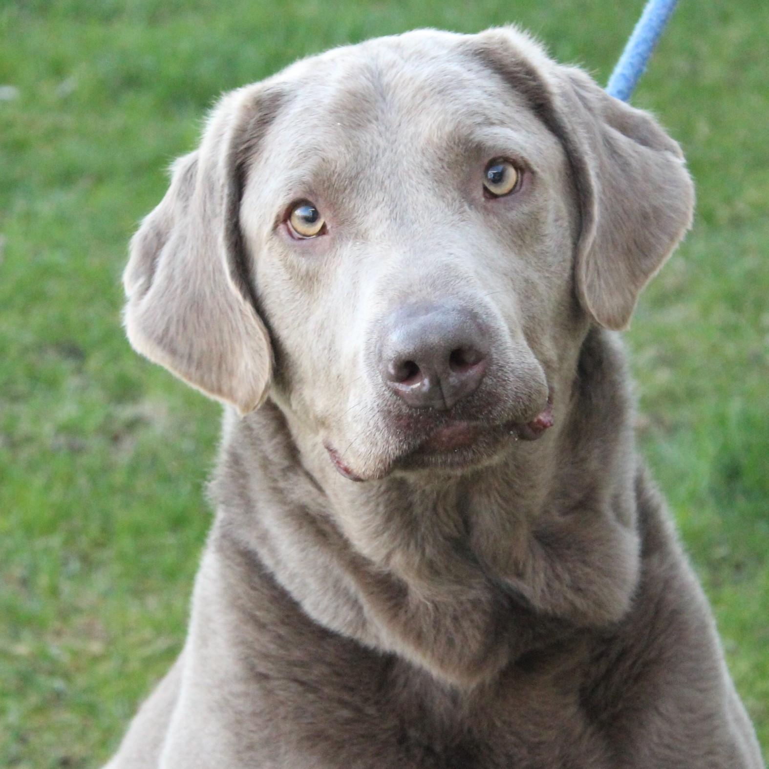 Cash, adopted, Adult Male Labrador Retriever.