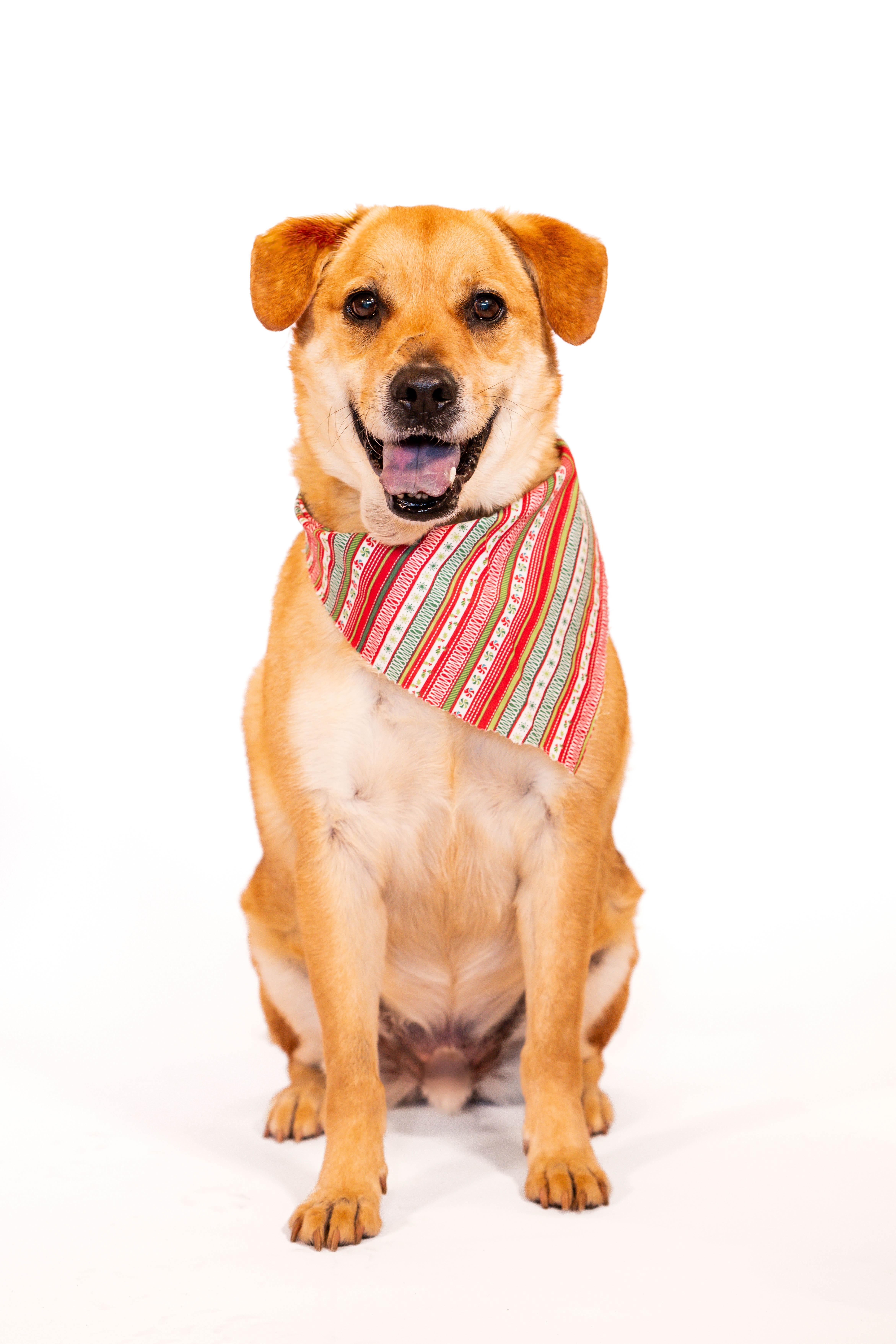WOODIE, a Adoptable mixed breed in San Clemente, CA image 1/3