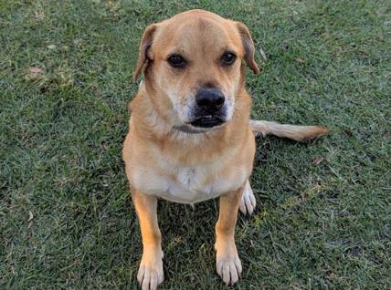 WOODIE, a Adoptable mixed breed in San Clemente, CA image 2/3