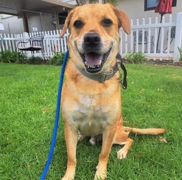 WOODIE, a Adoptable mixed breed in San Clemente, CA image 3/3