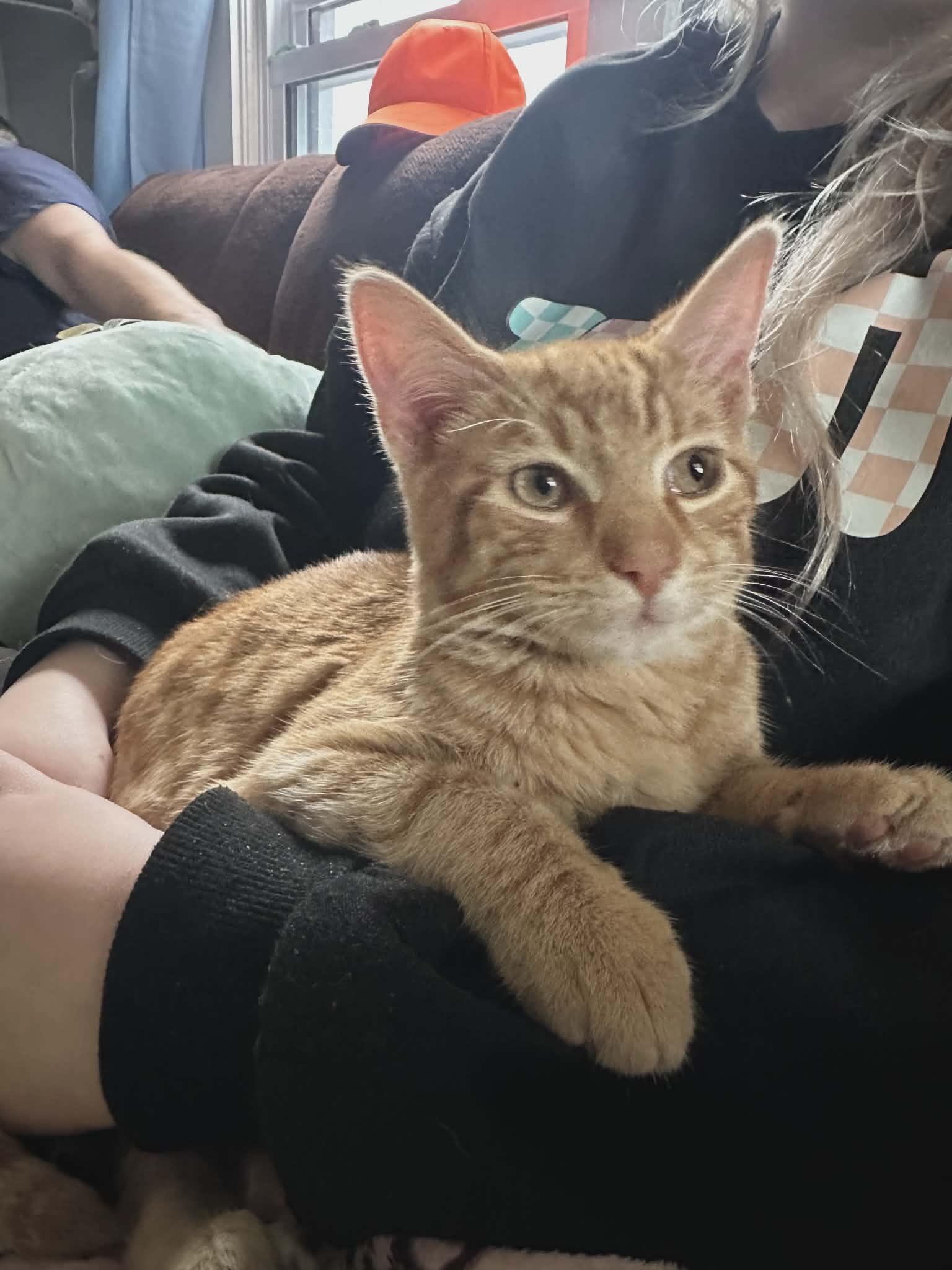 HOGAN, ADOPTABLE, Kitten Male Domestic Short Hair.