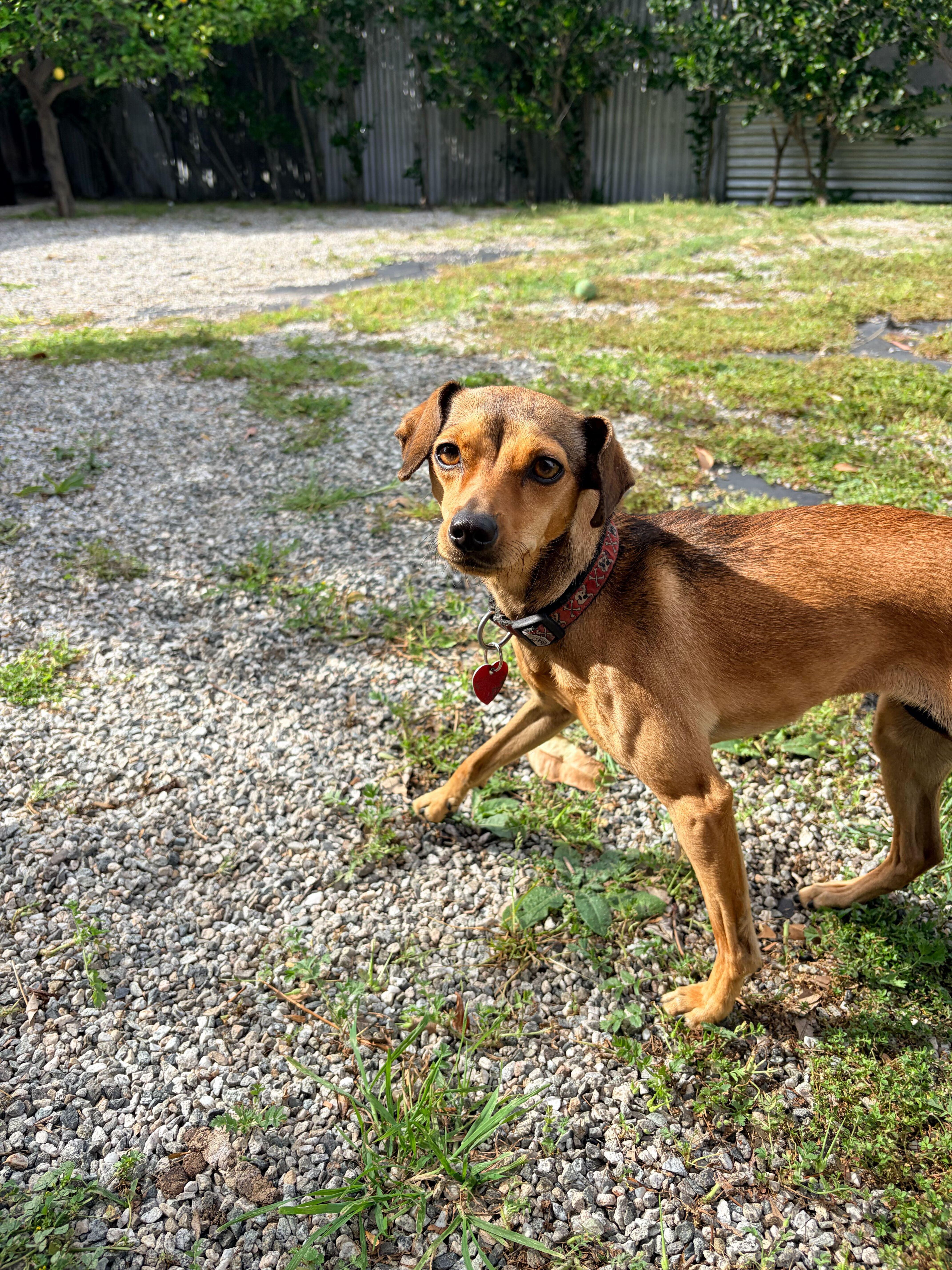 Honey, a ADOPTABLE mixed breed in Los Angeles, CA image 4/4