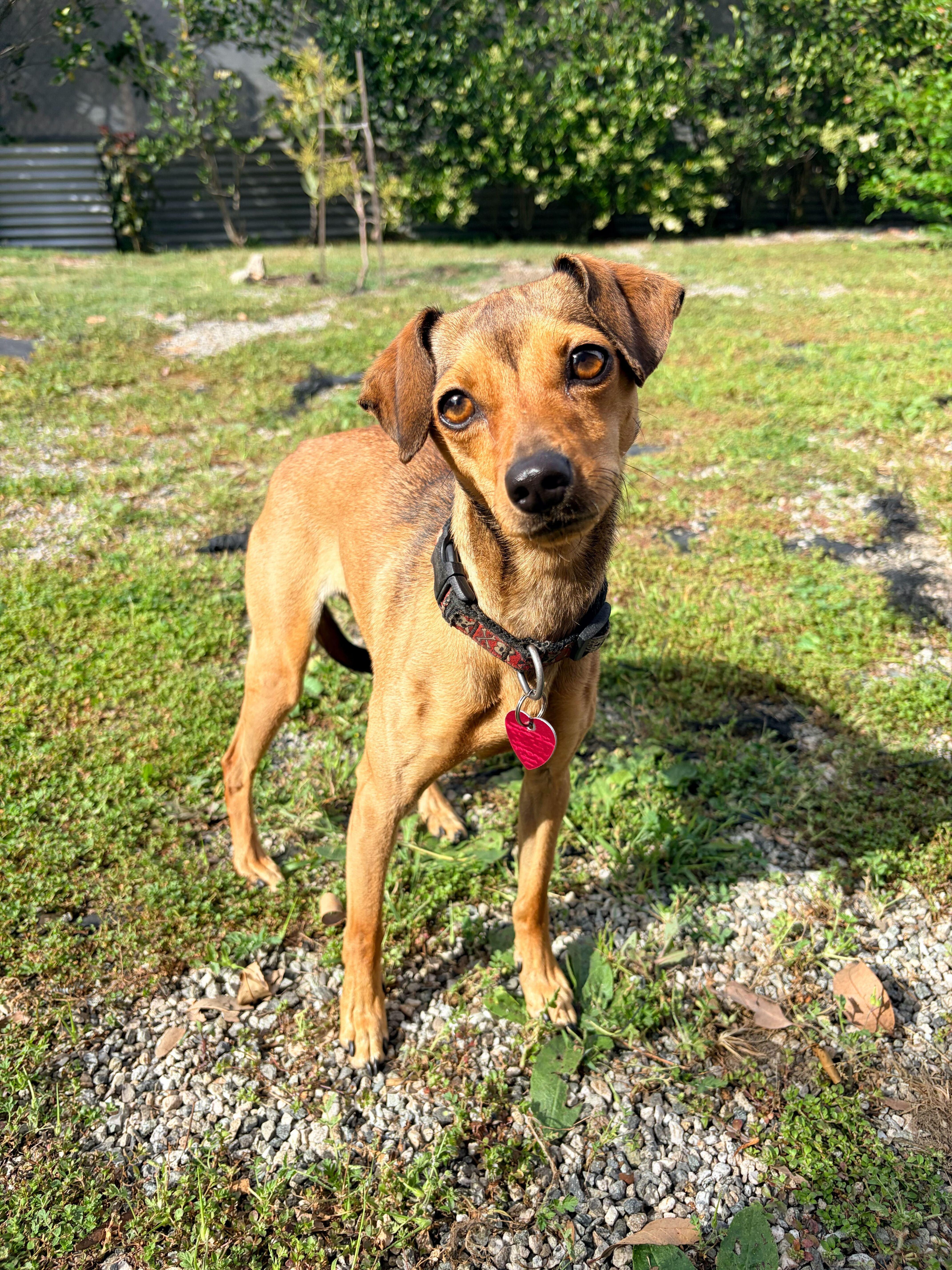 Honey, a ADOPTABLE mixed breed in Los Angeles, CA image 1/4