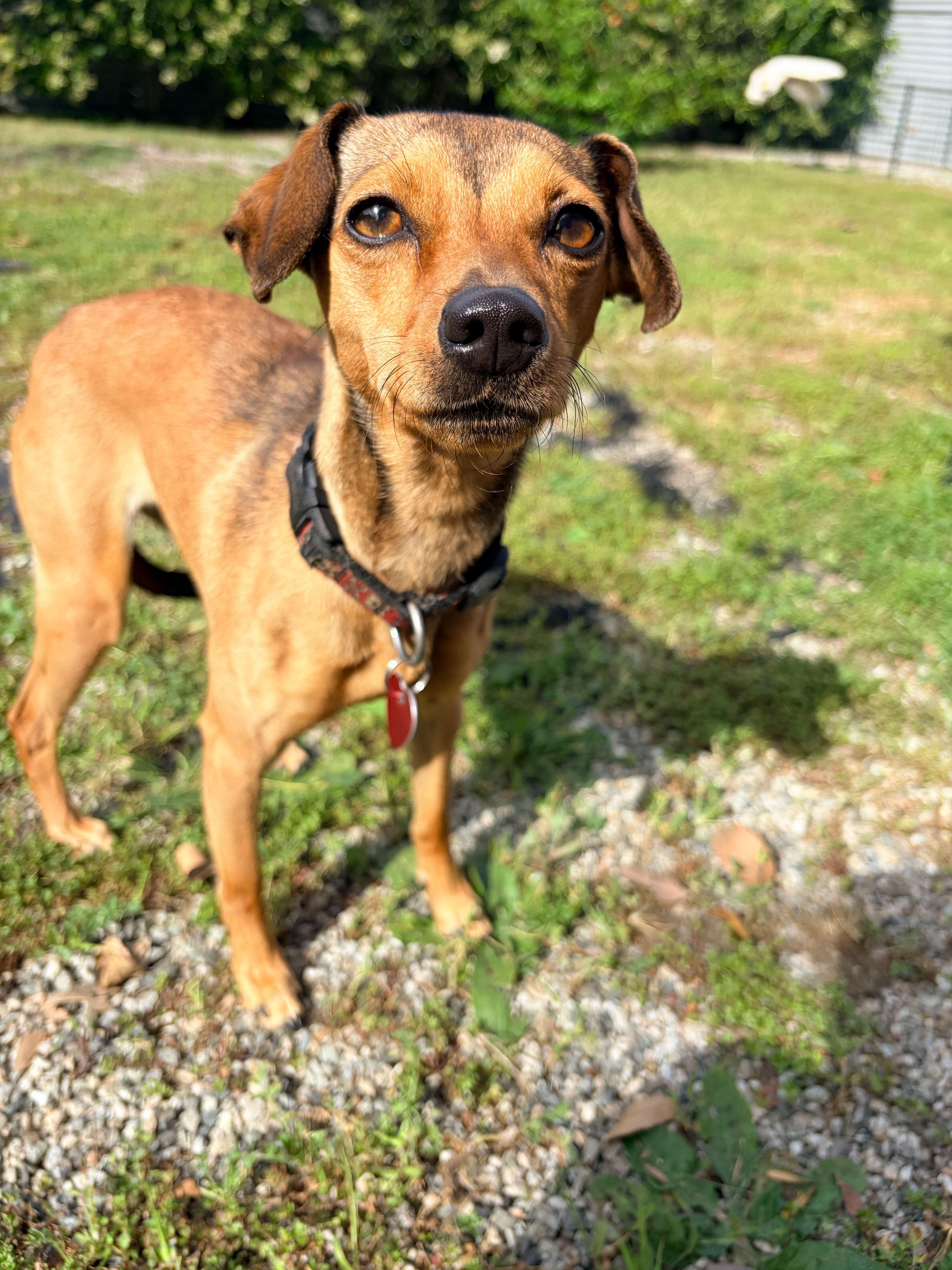 Honey, a ADOPTABLE mixed breed in Los Angeles, CA image 2/4