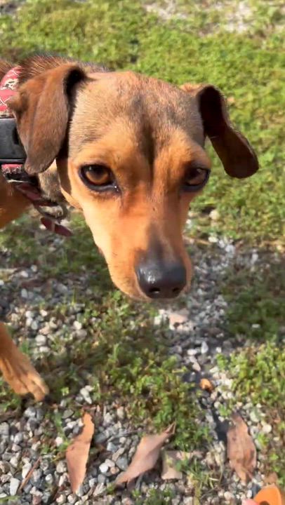 Enlarge Honey, a ADOPTABLE mixed breed in Los Angeles, CA video 3/4