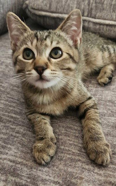 Tiggy (bonded with Oliver), Adoptable, Kitten Male Domestic Short Hair.
