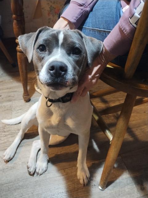 Rosie Posie, Adopted, Young Female Mixed Breed.