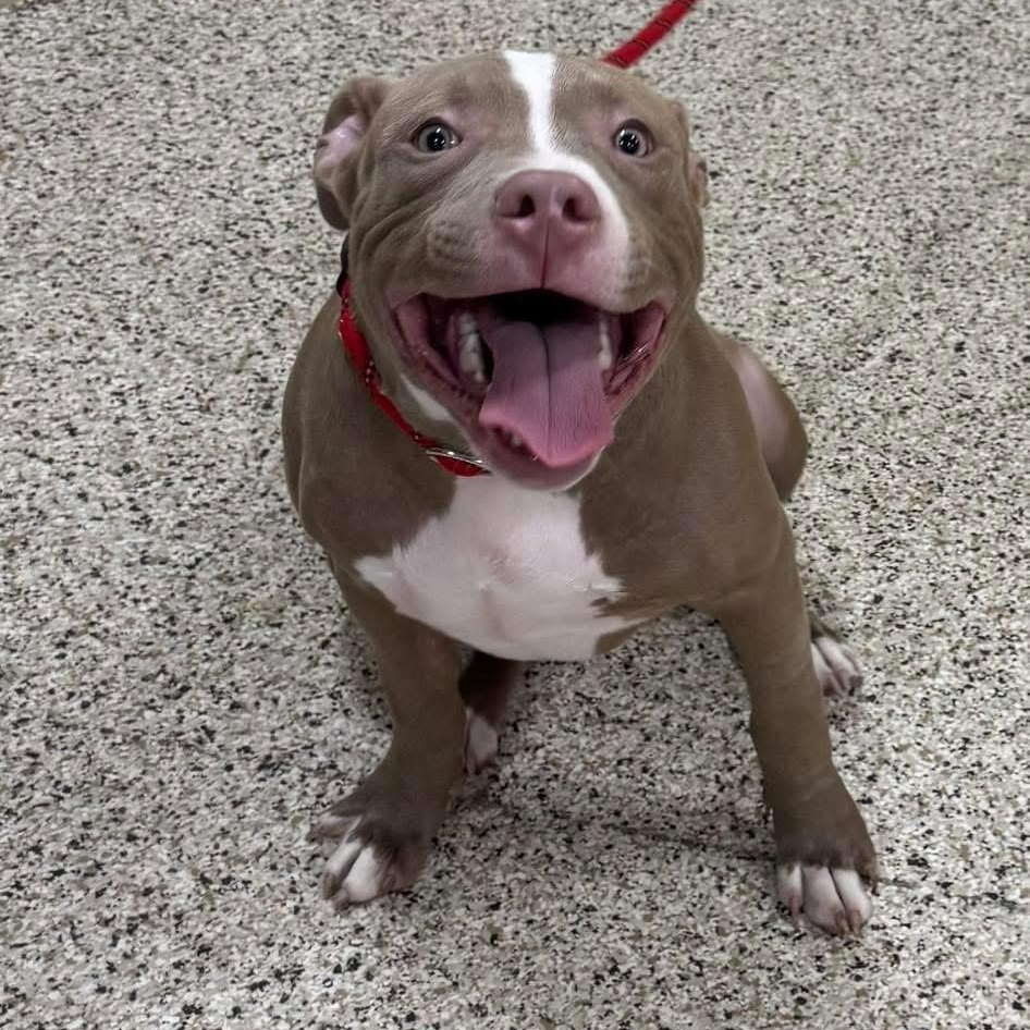 Pedro, adopted, Puppy Male Pit Bull Terrier.