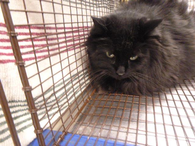 Enlarge LOUISVILLE, a Adoptable Domestic Long Hair in Kalamazoo, MI image 1/1