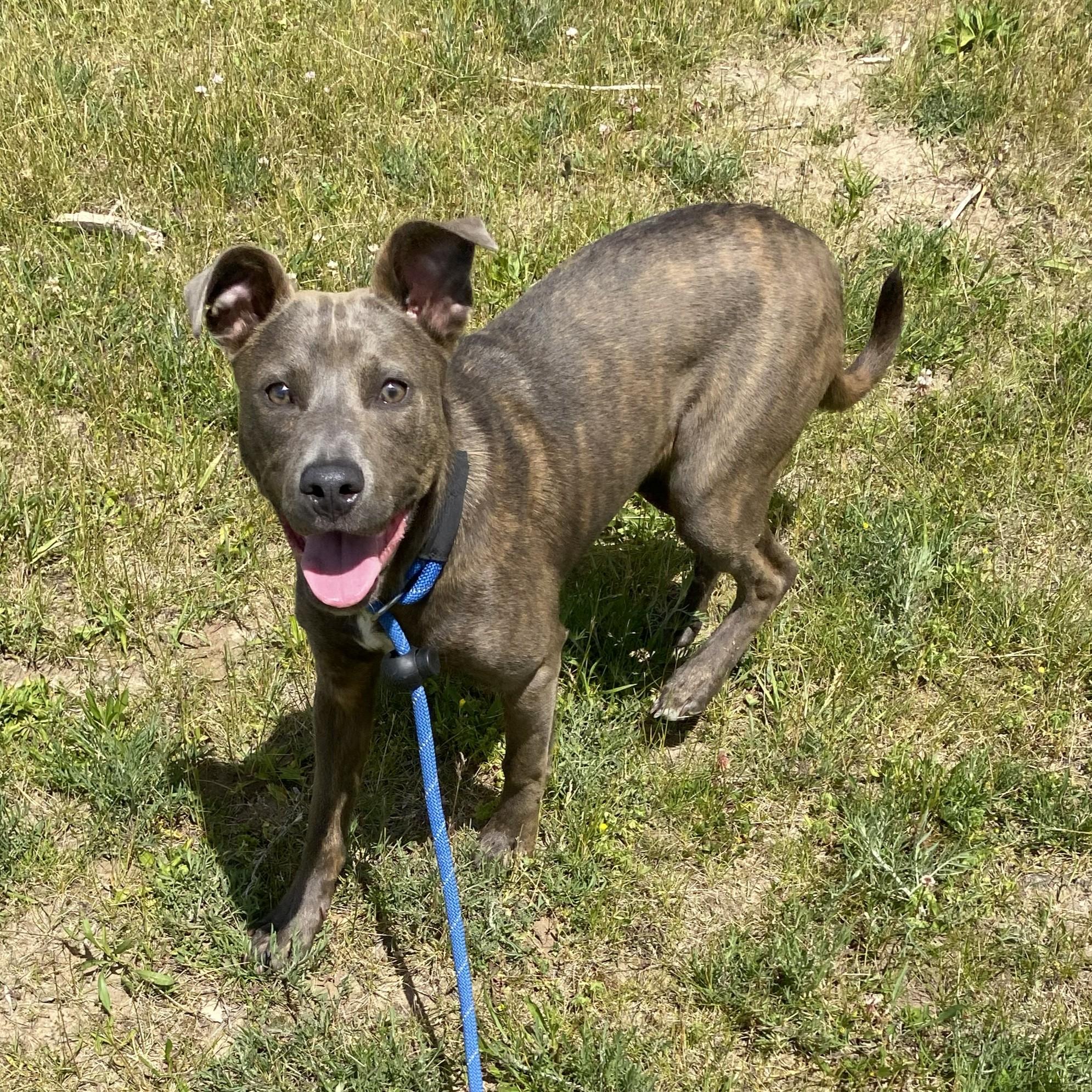Enlarge Stella, an adoptable mixed breed in Allegan, MI image 4/6