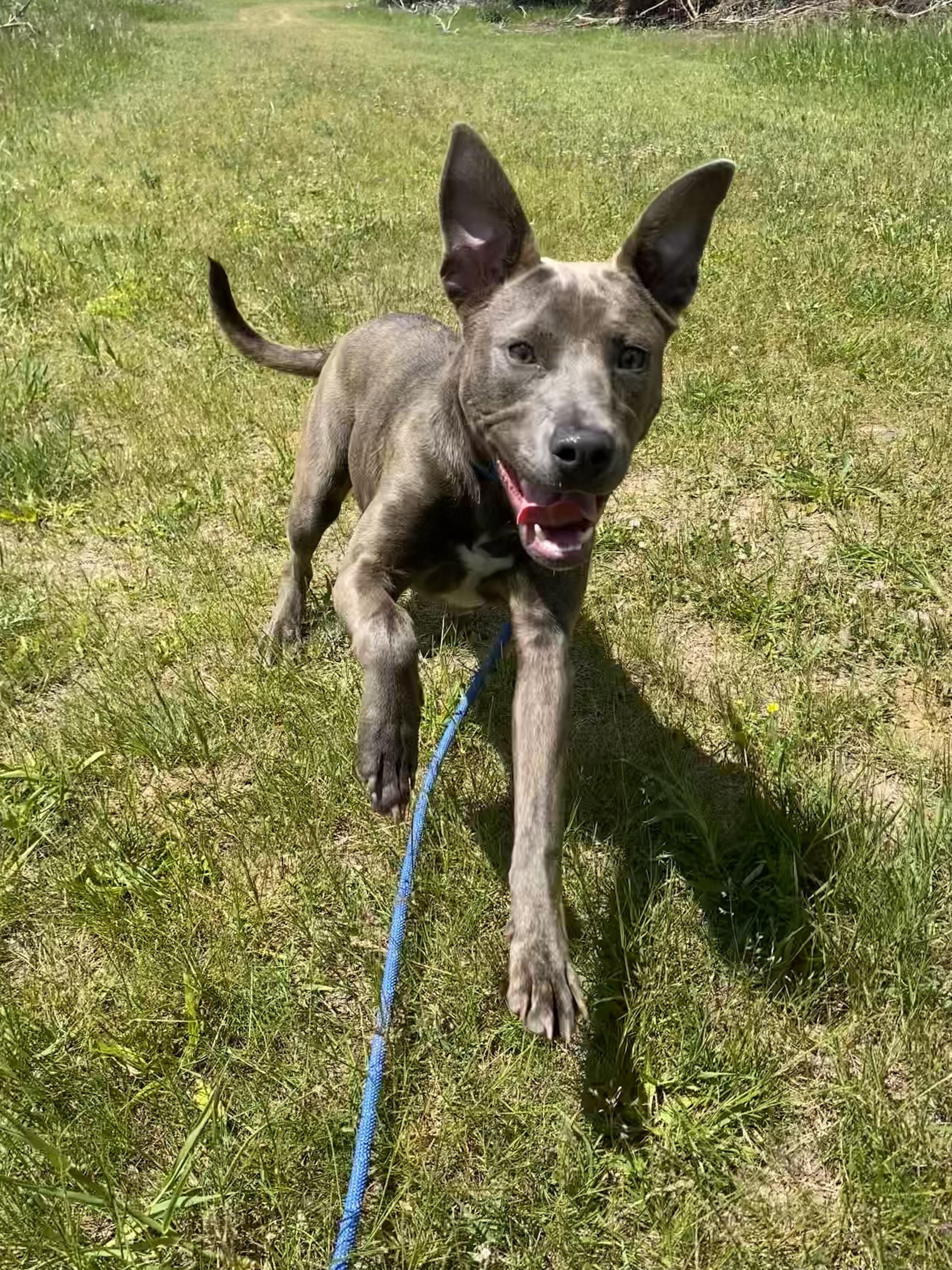Enlarge Stella, an adoptable mixed breed in Allegan, MI image 5/6