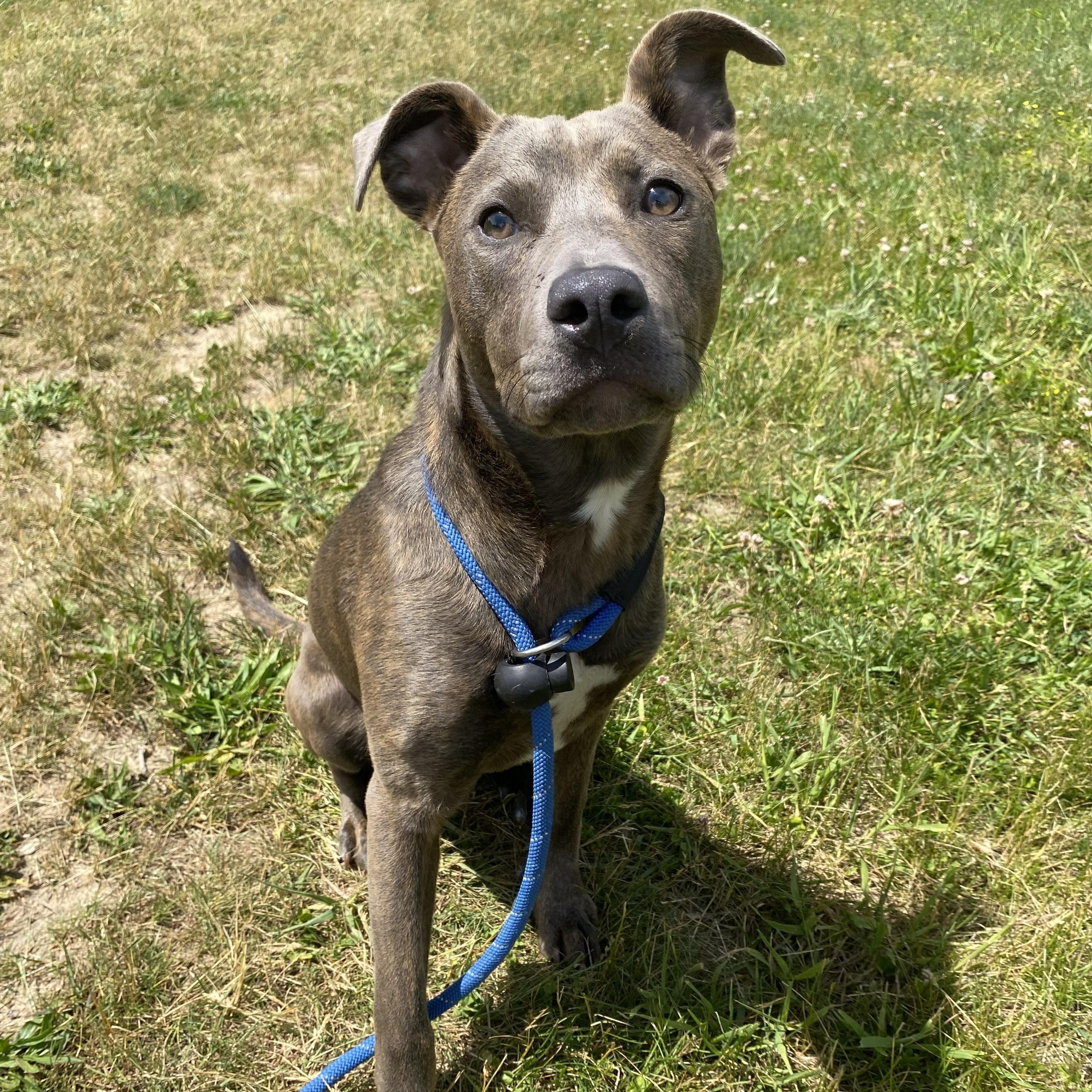 Enlarge Stella, an adoptable mixed breed in Allegan, MI image 3/6