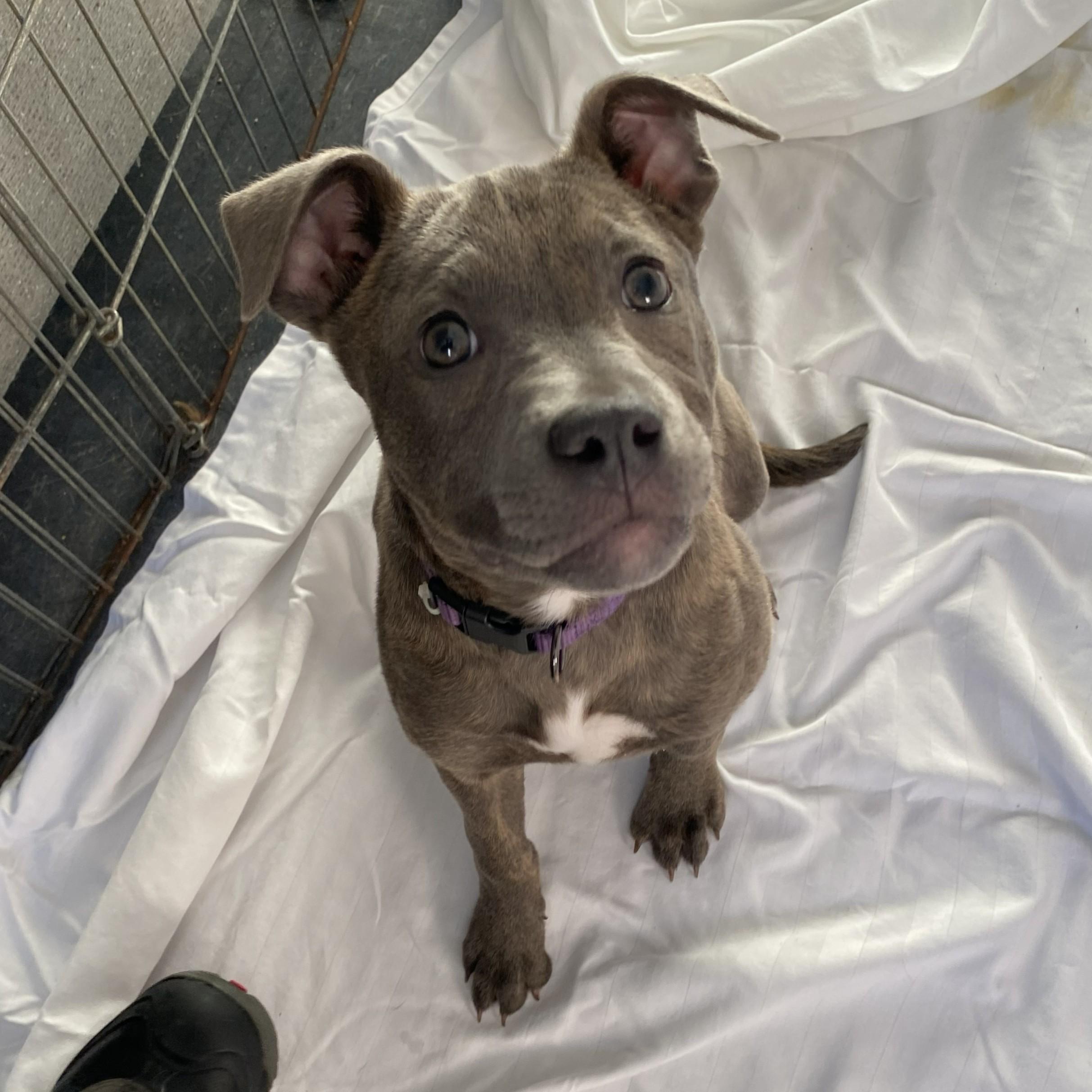 Smooch, an adopted mixed breed in Allegan, MI image 4/5