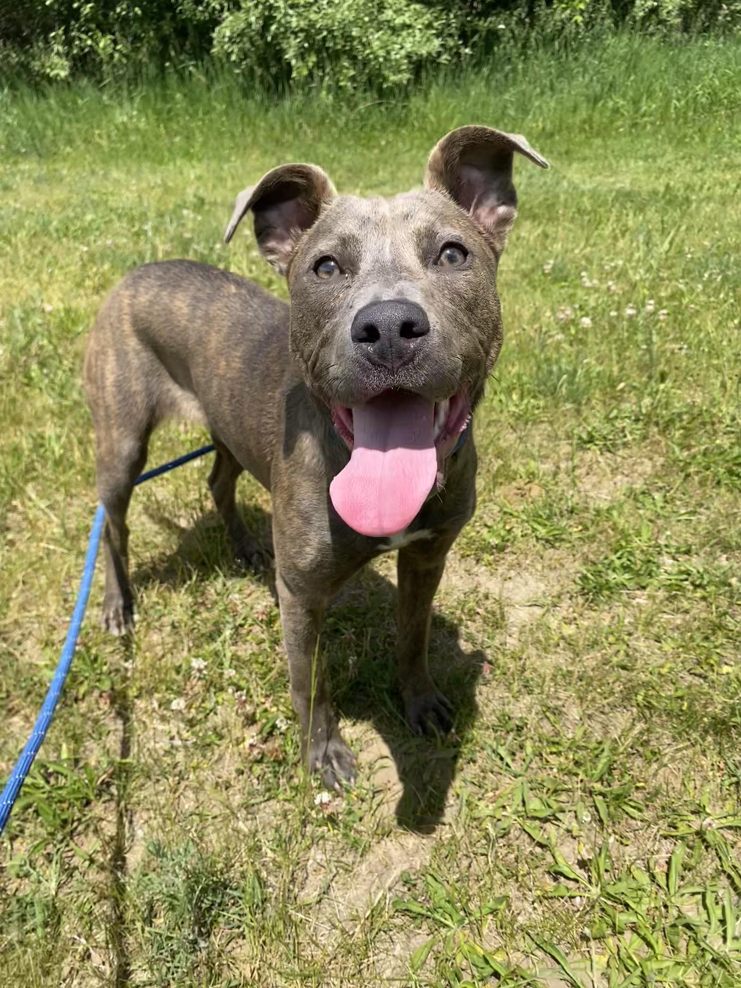Enlarge Stella, an adoptable mixed breed in Allegan, MI image 6/6