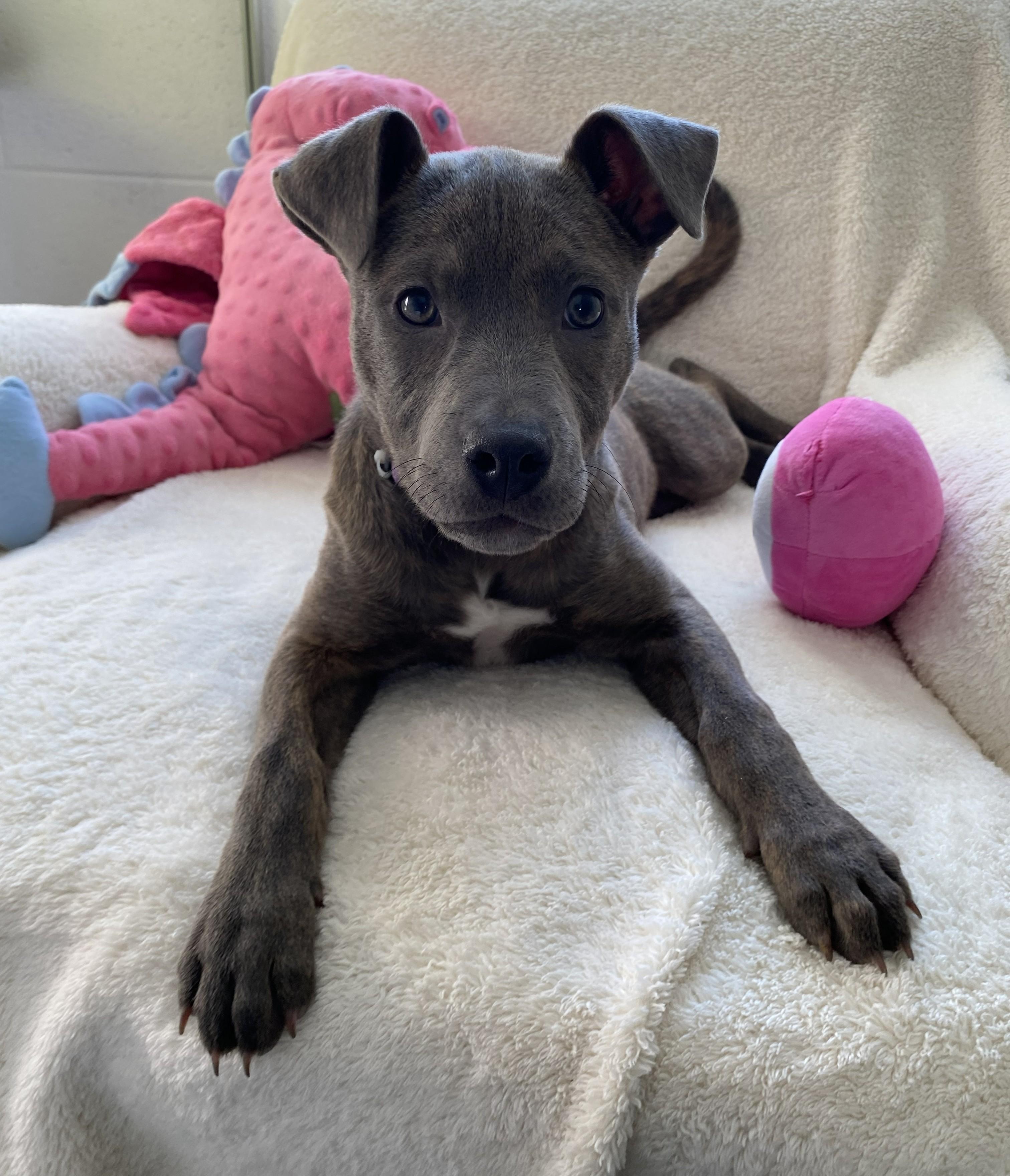 Smooch, an adopted mixed breed in Allegan, MI image 5/5