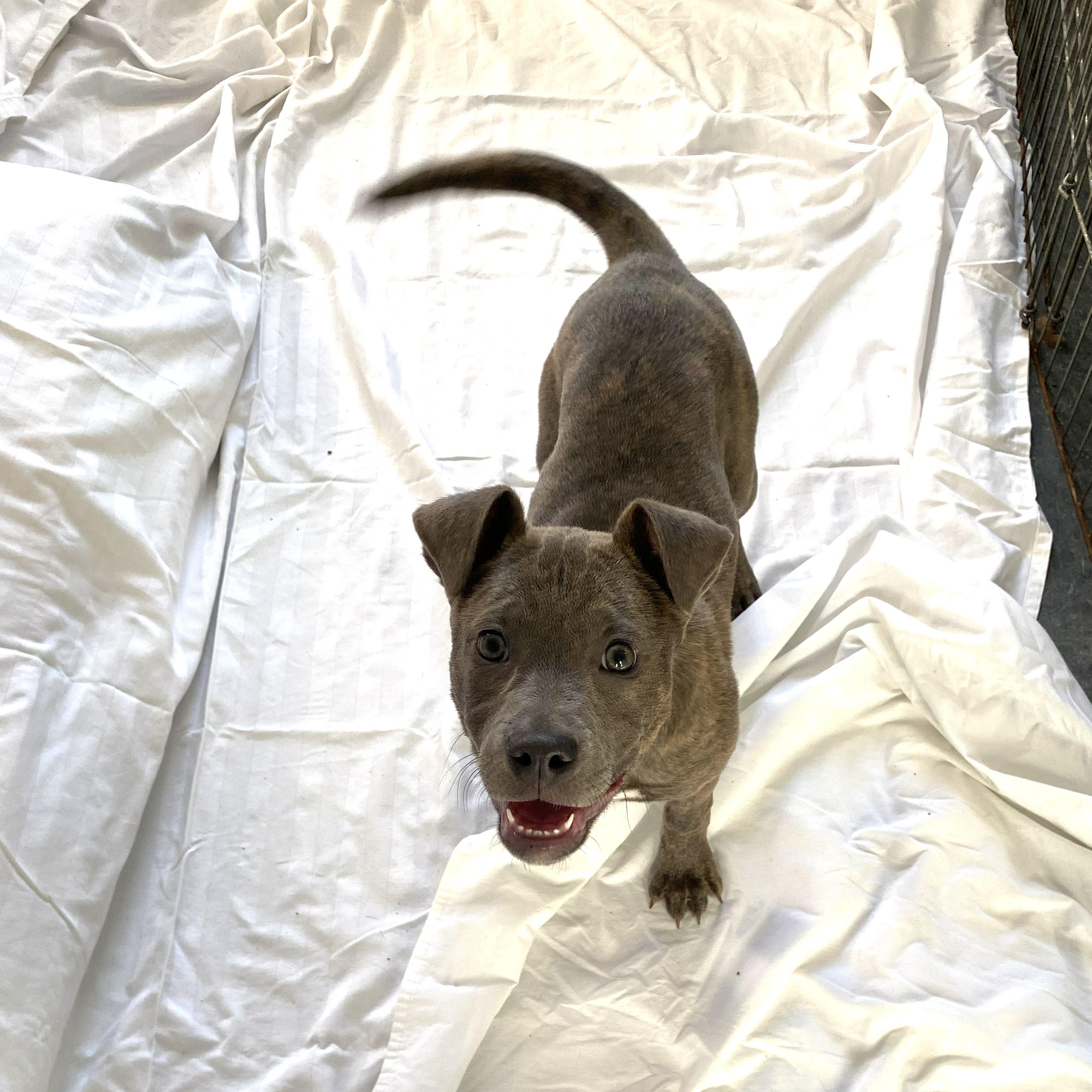 Smooch, an adopted mixed breed in Allegan, MI image 3/5