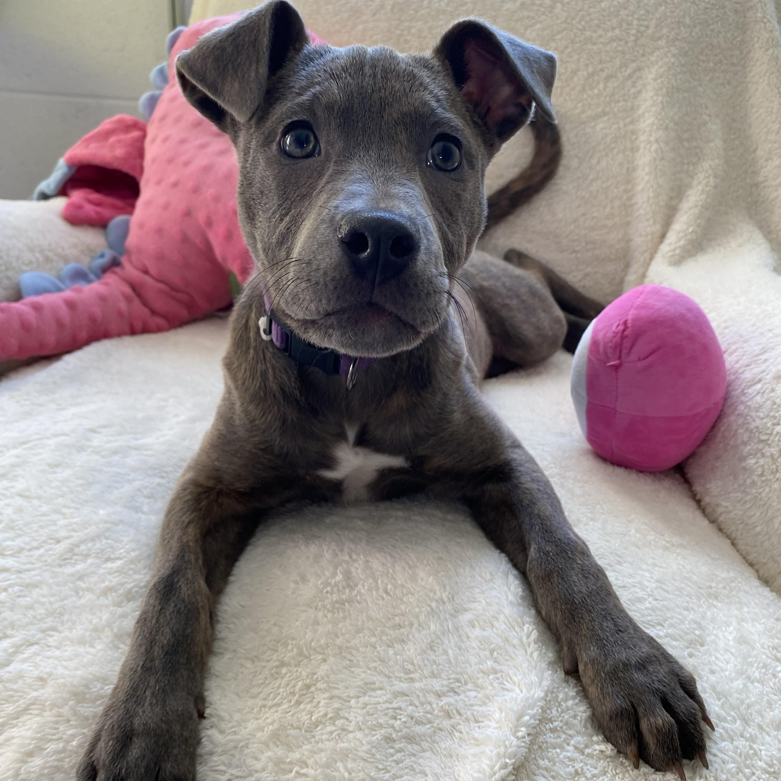 Smooch, adopted, Puppy Female Pit Bull Terrier.