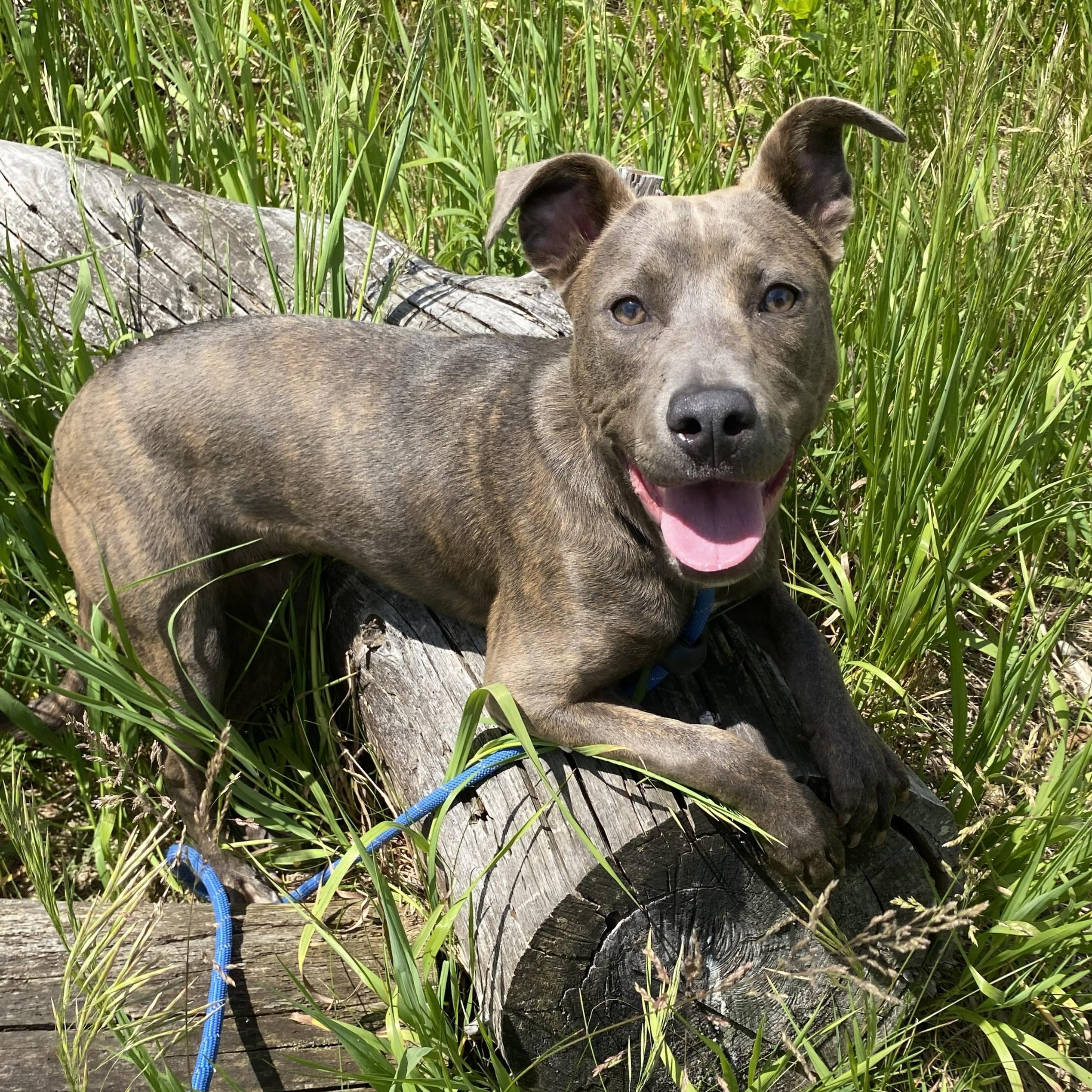 Enlarge Stella, an adoptable mixed breed in Allegan, MI image 2/6