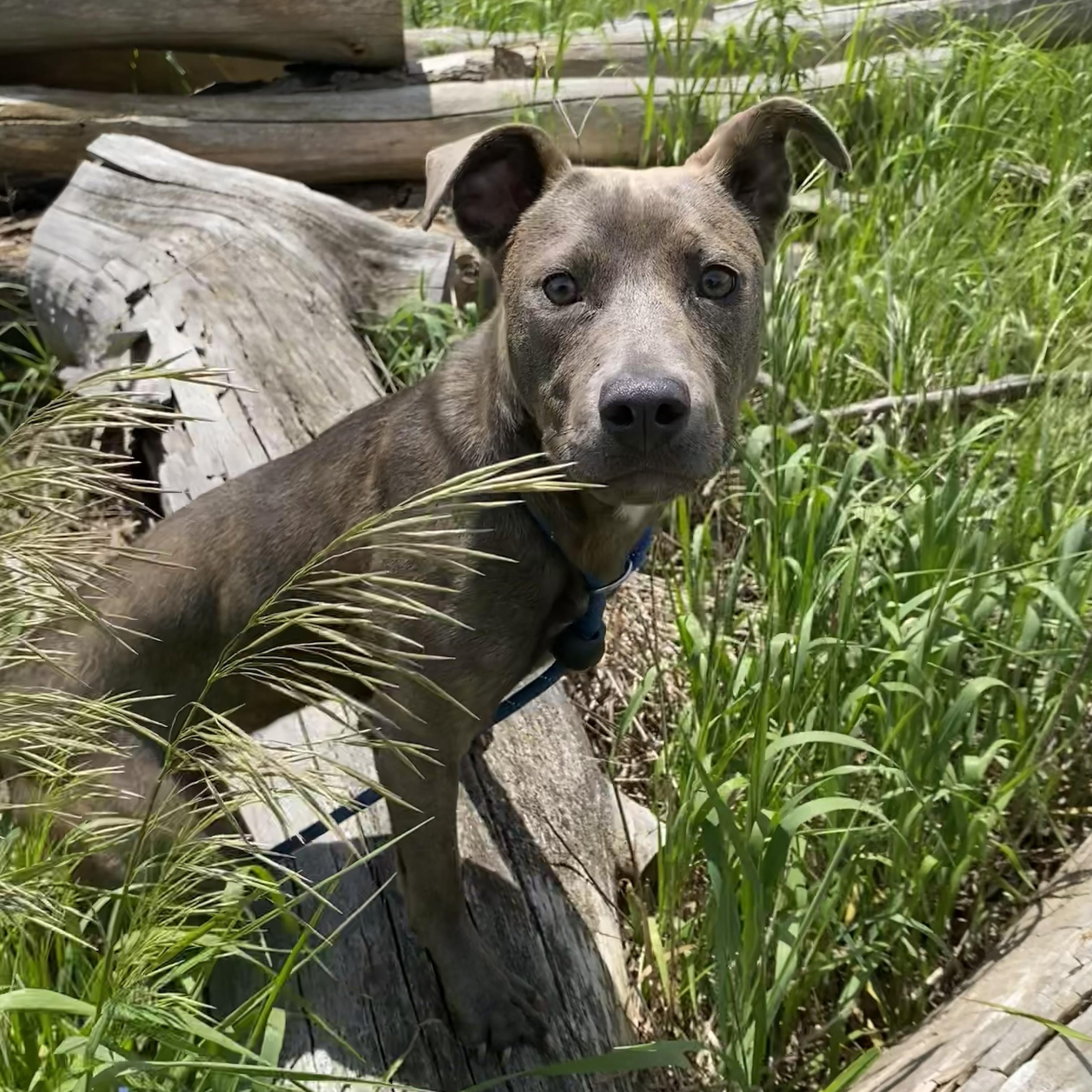 Enlarge Stella, an adoptable mixed breed in Allegan, MI image 1/6