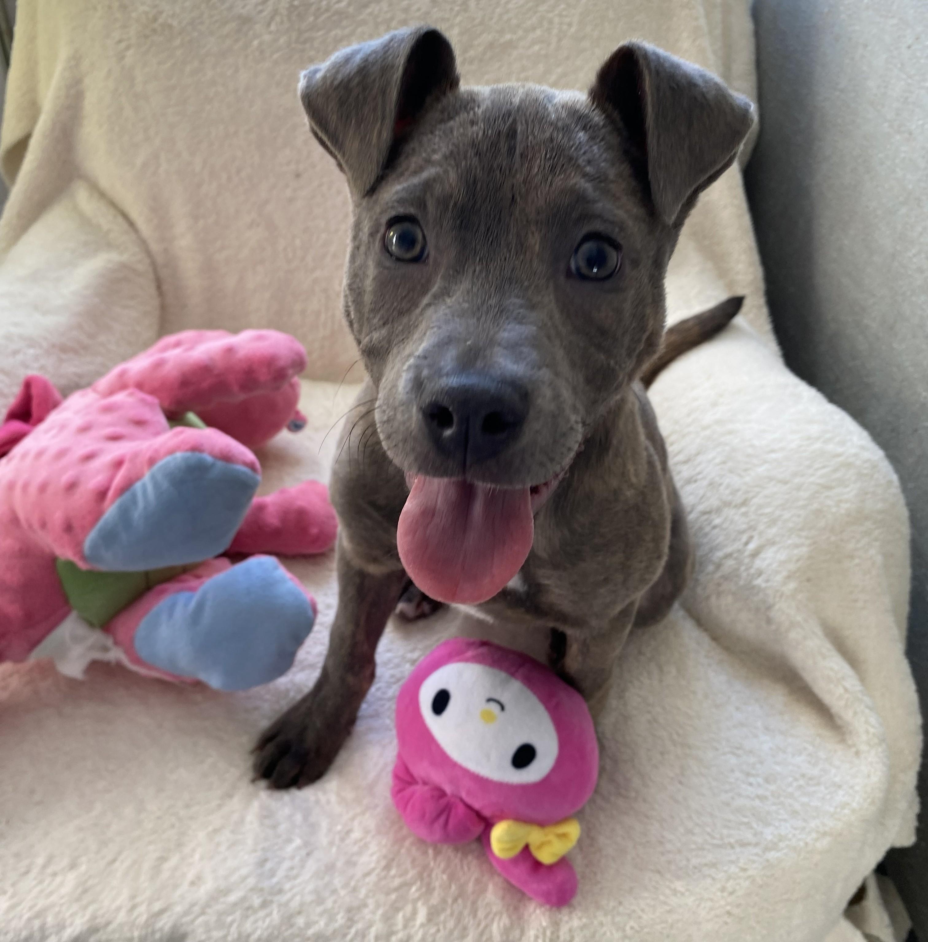 Smooch, an adopted mixed breed in Allegan, MI image 2/5