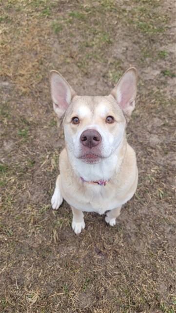 EAFA, Adoptable, Adult Female Siberian Husky & Mixed Breed.