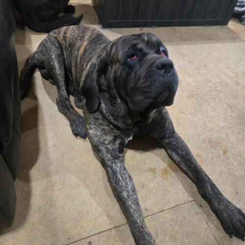 Enlarge Brooks, a Adoptable Mastiff in Edmond, OK image 2/4