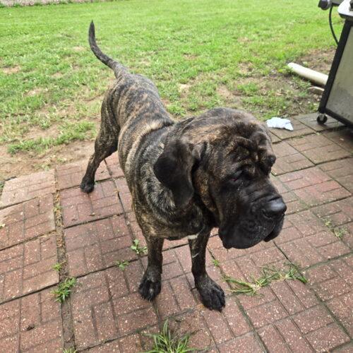 Enlarge Brooks, a Adoptable Mastiff in Edmond, OK image 3/4