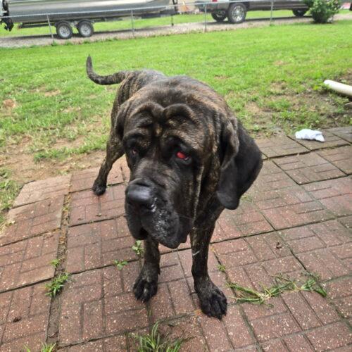 Enlarge Brooks, a Adoptable Mastiff in Edmond, OK image 4/4