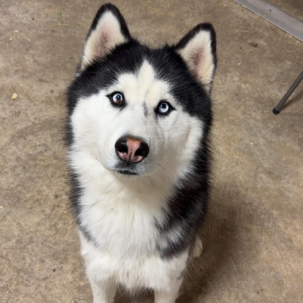JD aka John Deere, Adoptable, Adult Male Husky.