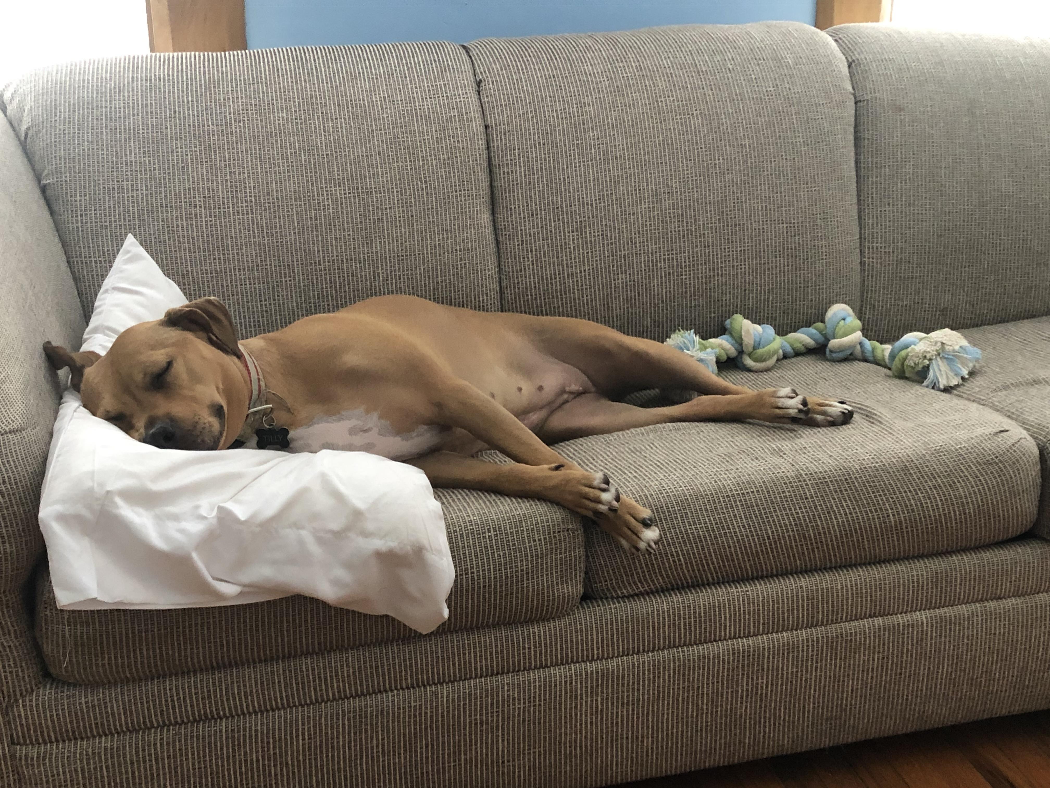 Enlarge Tilly, a ADOPTABLE mixed breed in Fremont, MI image 5/5