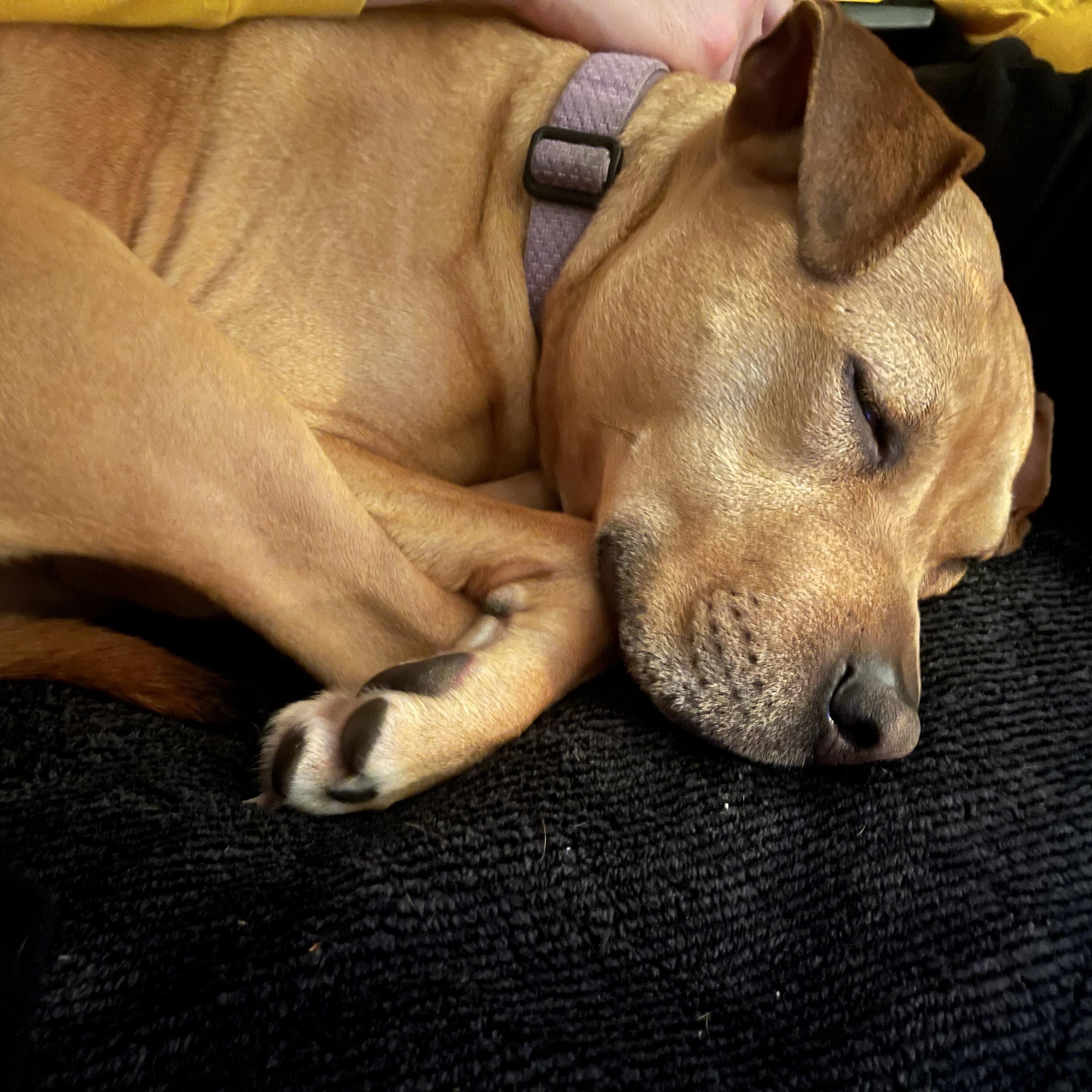 Enlarge Tilly, a ADOPTABLE mixed breed in Fremont, MI image 3/5