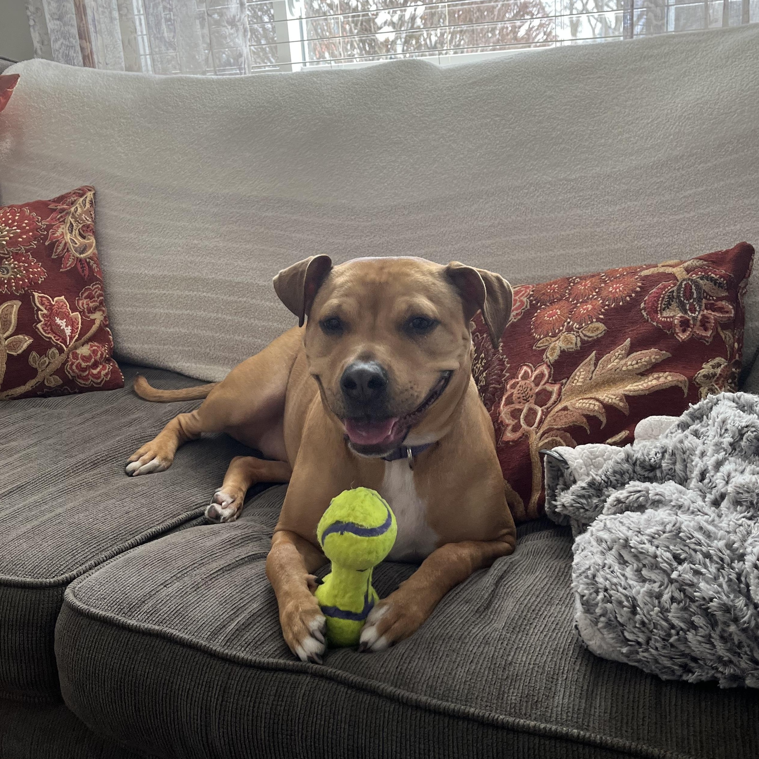 Enlarge Tilly, a ADOPTABLE mixed breed in Fremont, MI image 1/5