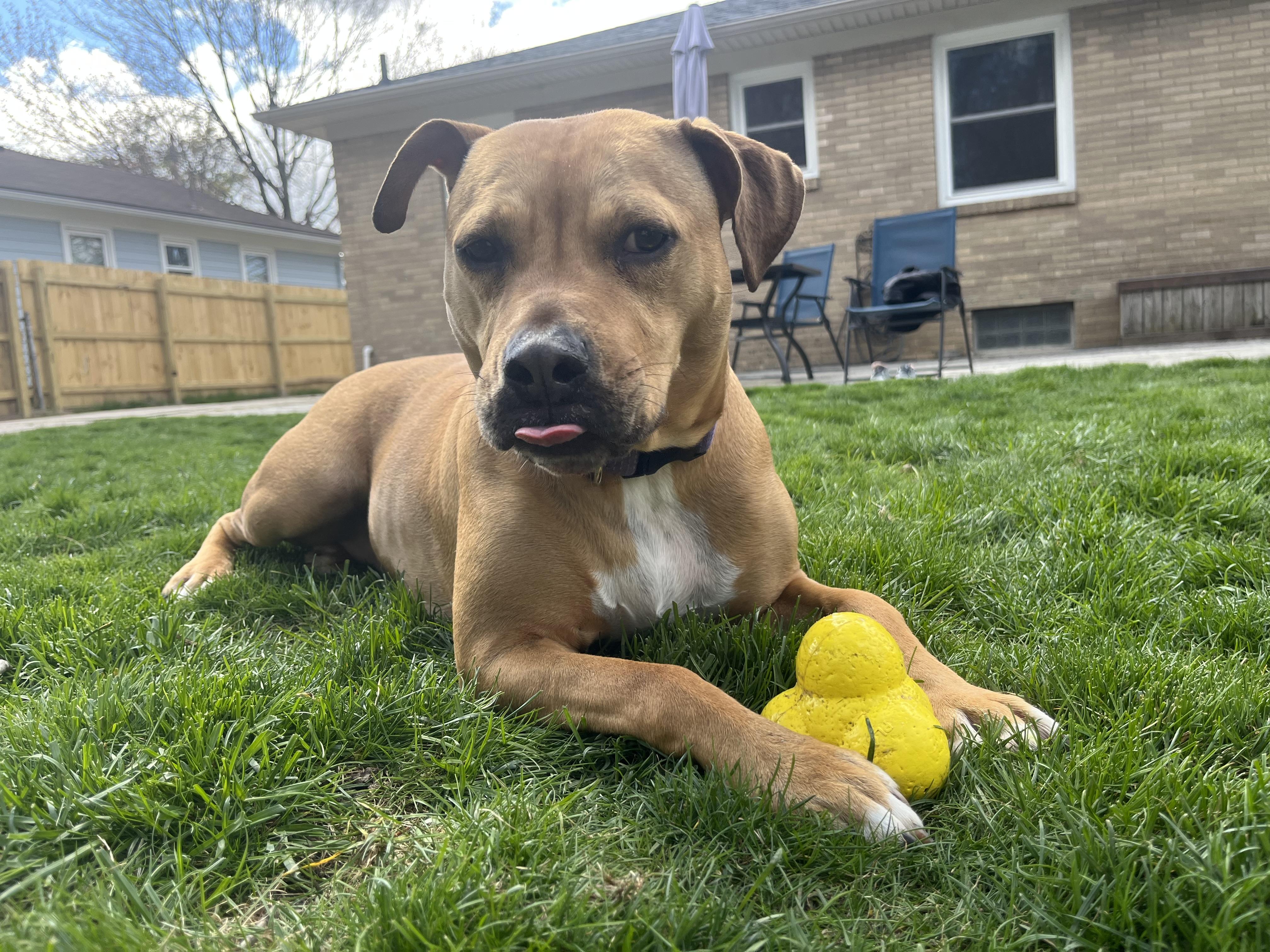 Enlarge Tilly, a ADOPTABLE mixed breed in Fremont, MI image 4/5