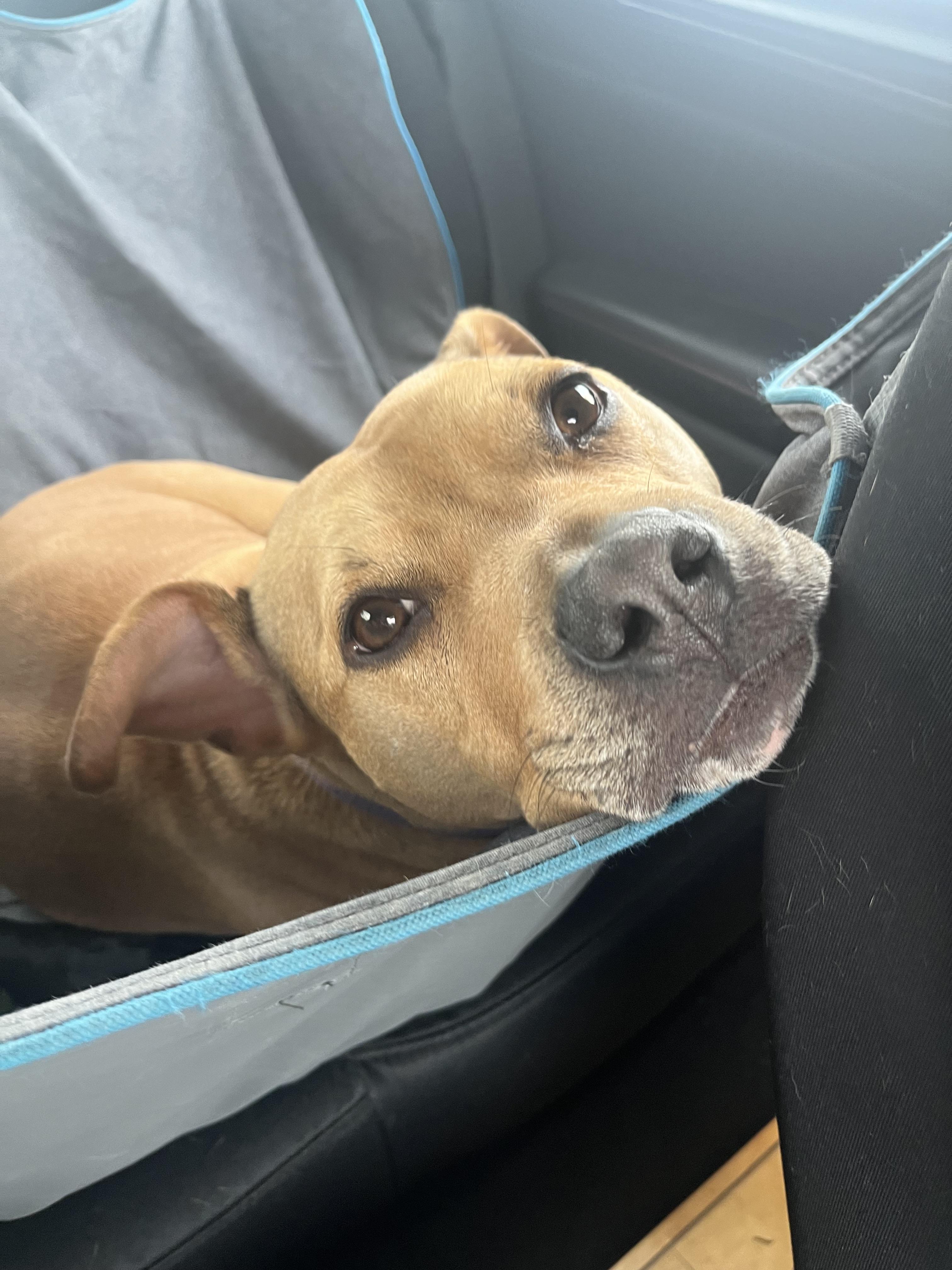 Enlarge Tilly, a ADOPTABLE mixed breed in Fremont, MI image 2/5
