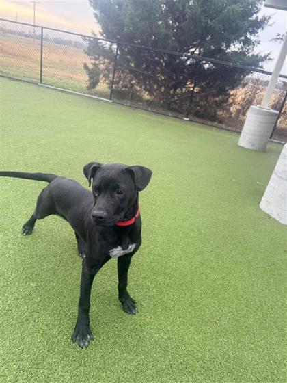 Kane, Adoptable, Puppy Male Pit Bull Terrier & Mixed Breed.