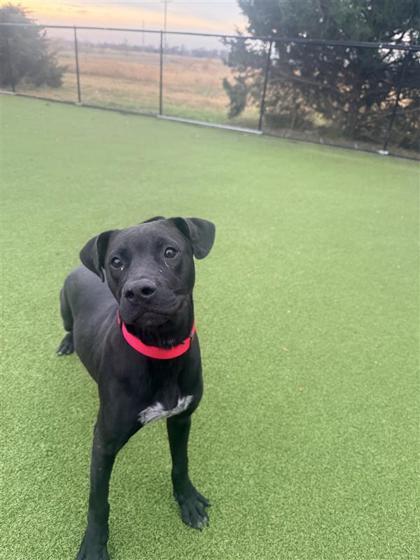 Kane, a Adoptable mixed breed in Hutchinson, KS image 2/3
