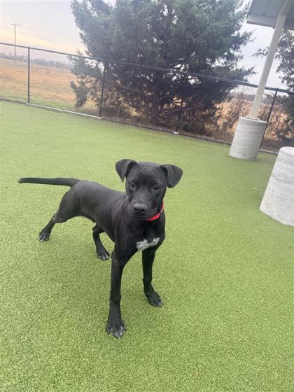 Kane, a Adoptable mixed breed in Hutchinson, KS image 3/3