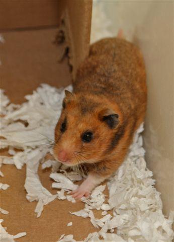 Cranberry Sauce, Adopted, Adult Female Hamster & Dwarf Hamster.