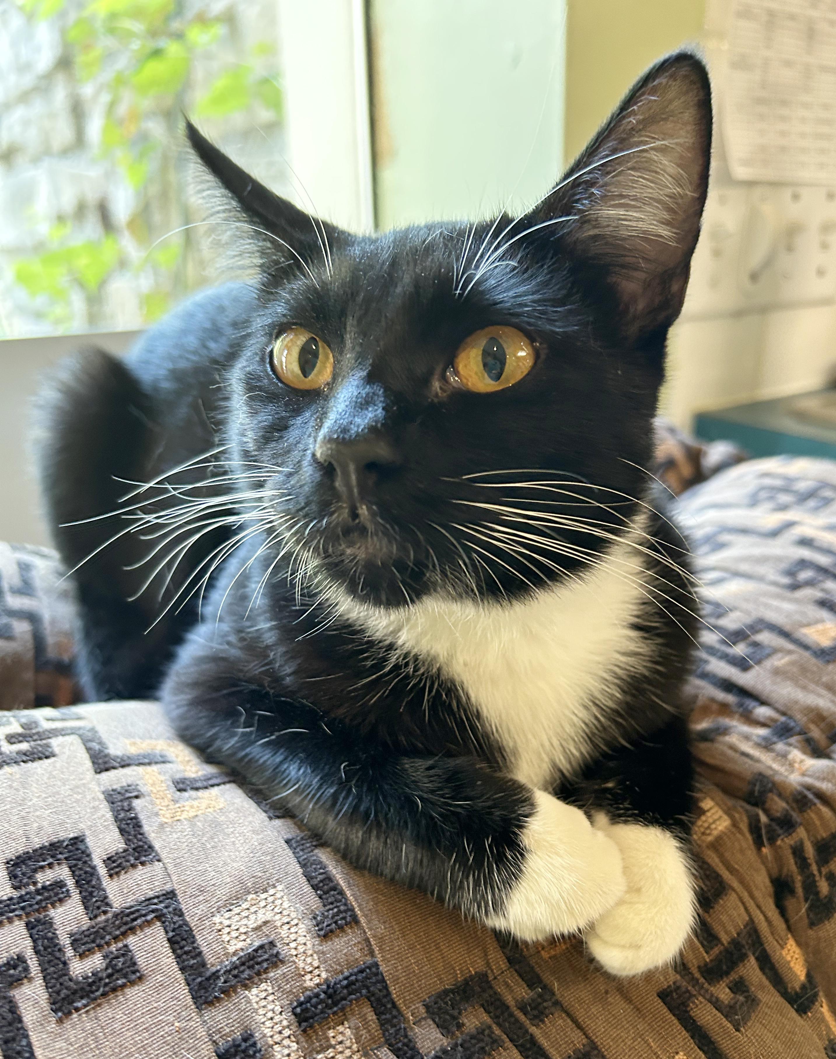Sylvester