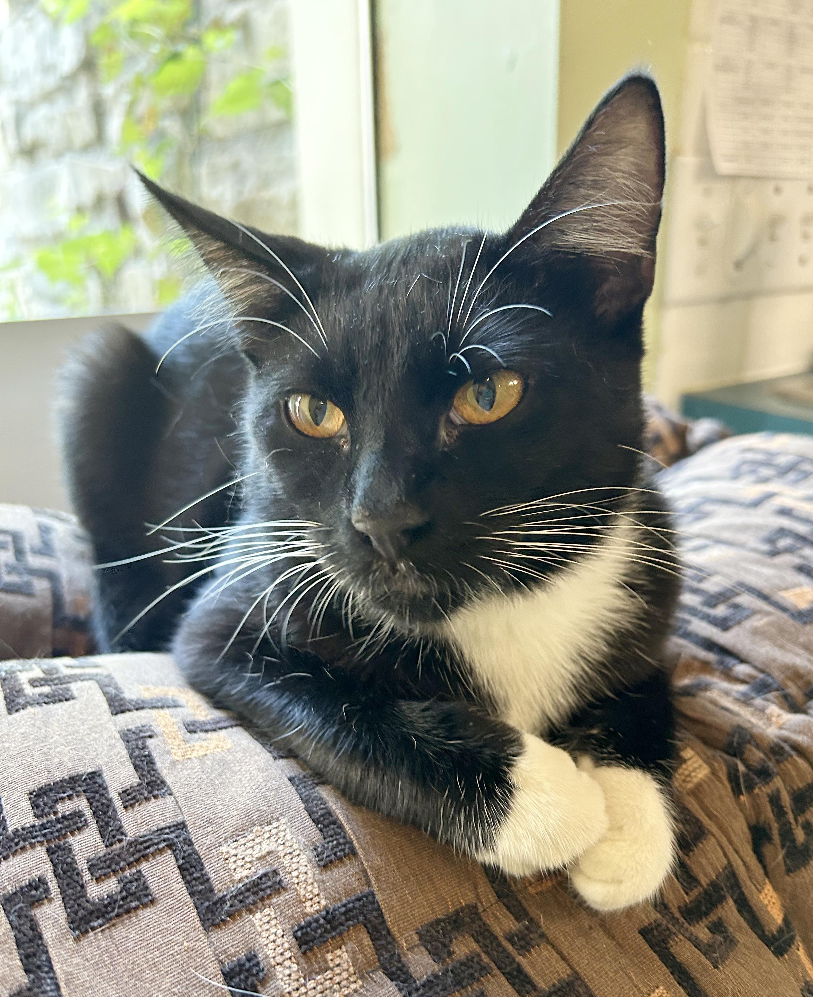 Sylvester