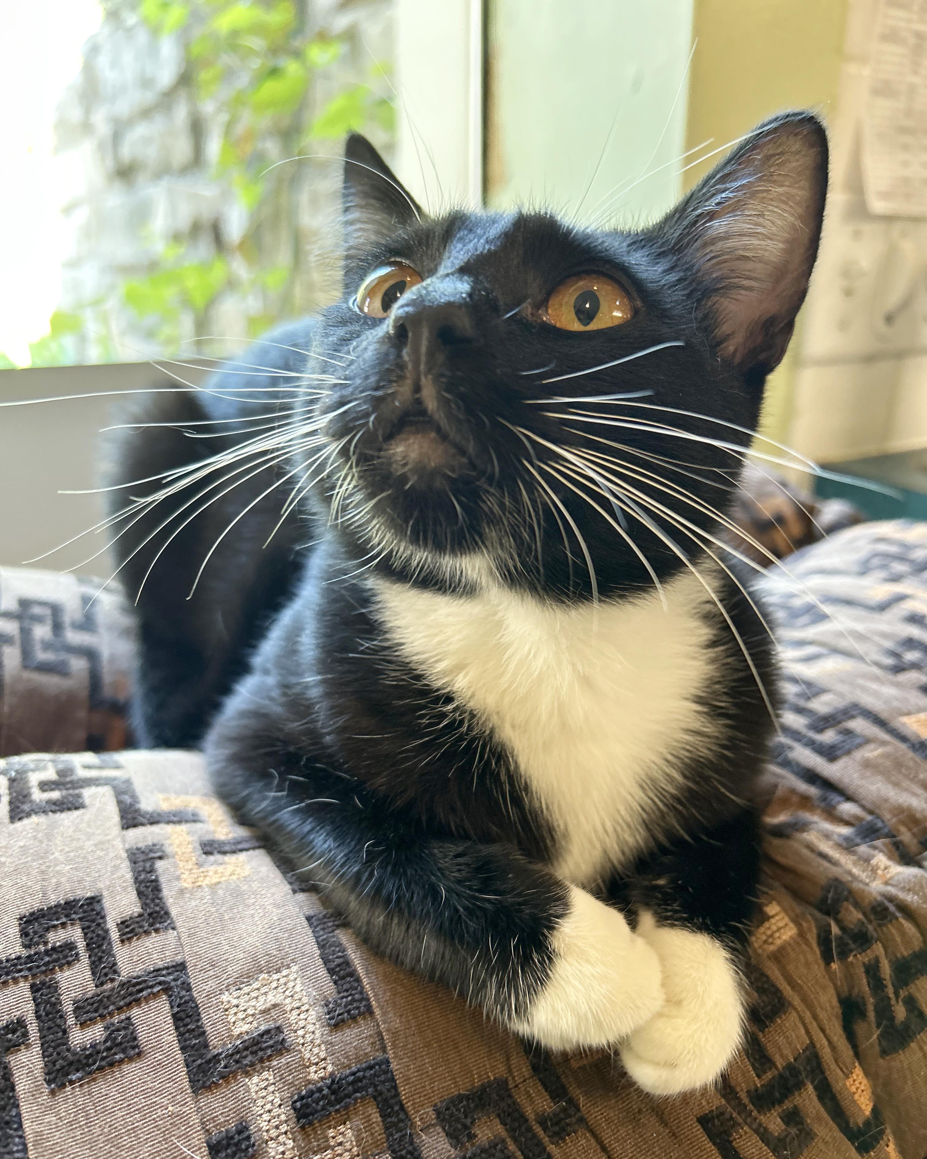Sylvester