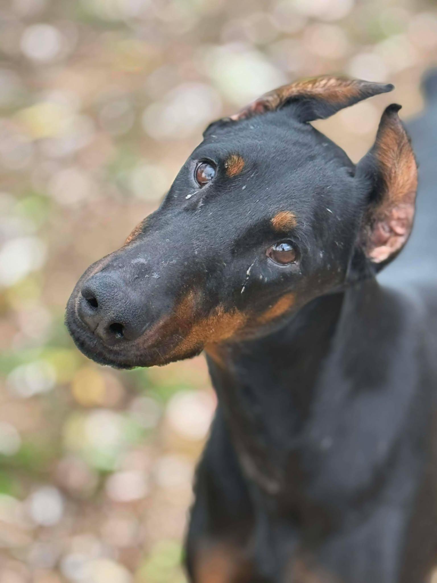 Monkey, Monkey, Adopted, Adult Female Doberman Pinscher.
