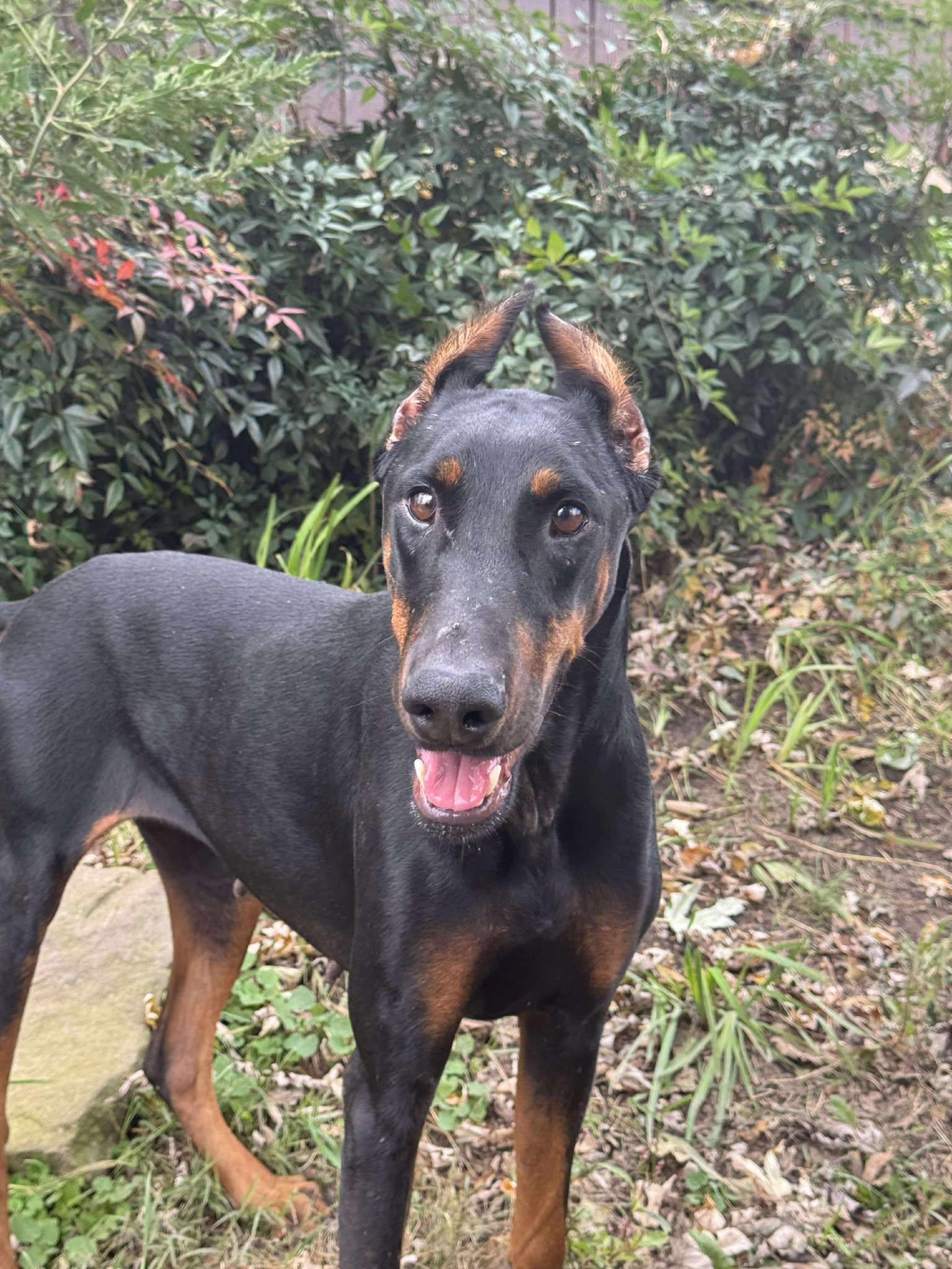Enlarge Monkey, Monkey, a Adopted Doberman Pinscher in Aurora, OH image 2/2