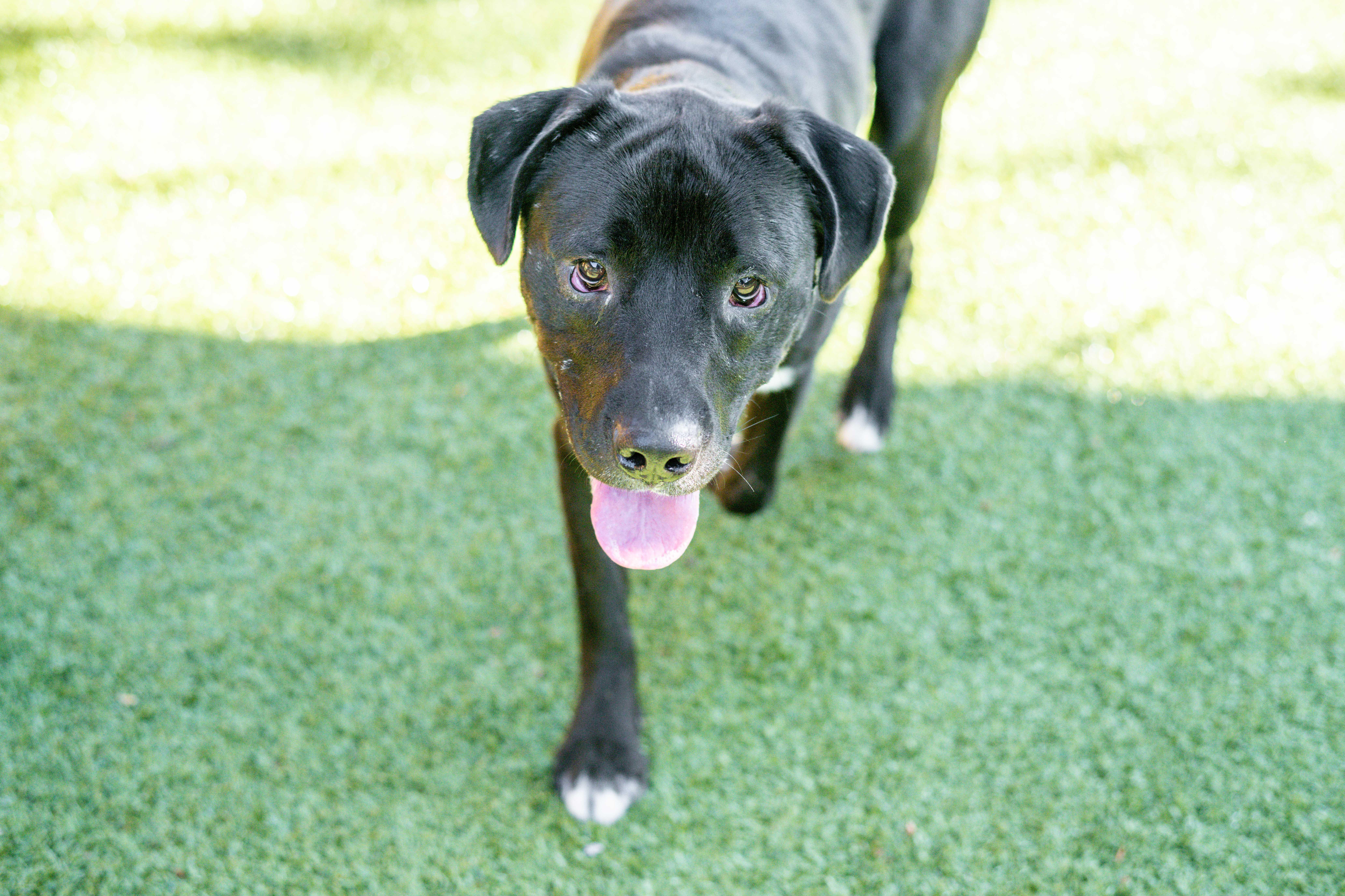 Enlarge Tuxx, a Adoptable mixed breed in Hilton Head Island, SC image 1/4