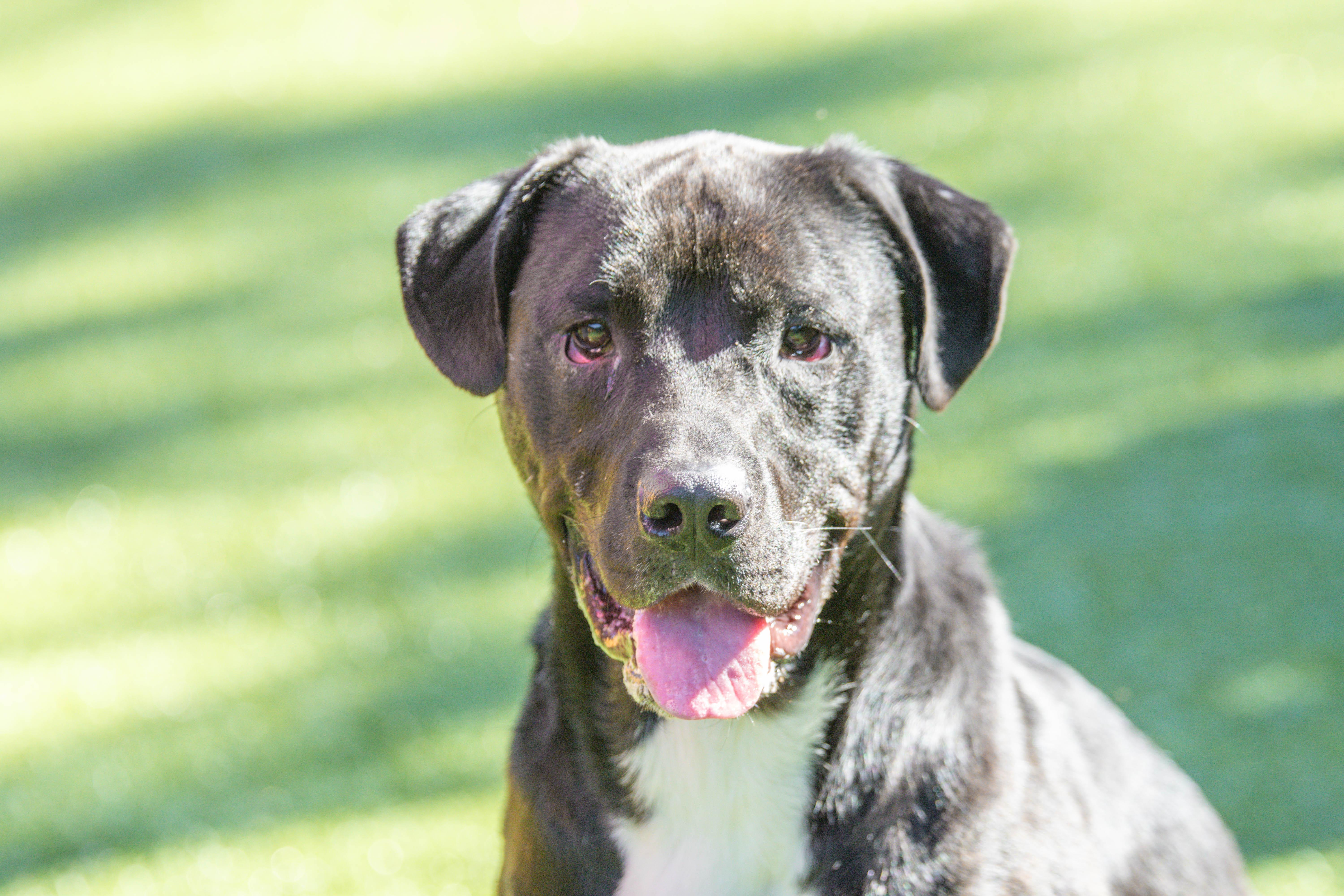 Enlarge Tuxx, a Adoptable mixed breed in Hilton Head Island, SC image 2/4