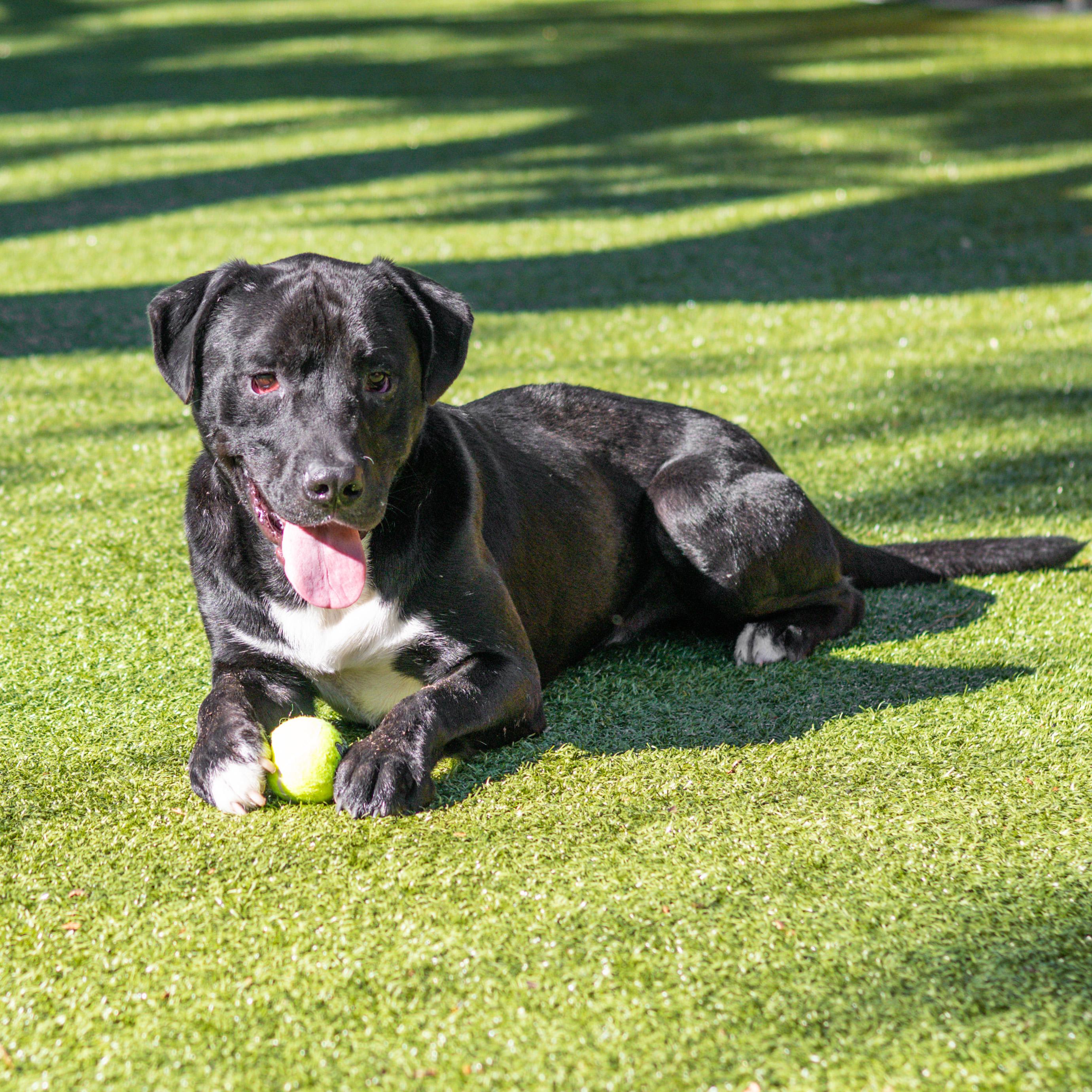 Enlarge Tuxx, a Adoptable mixed breed in Hilton Head Island, SC image 3/4