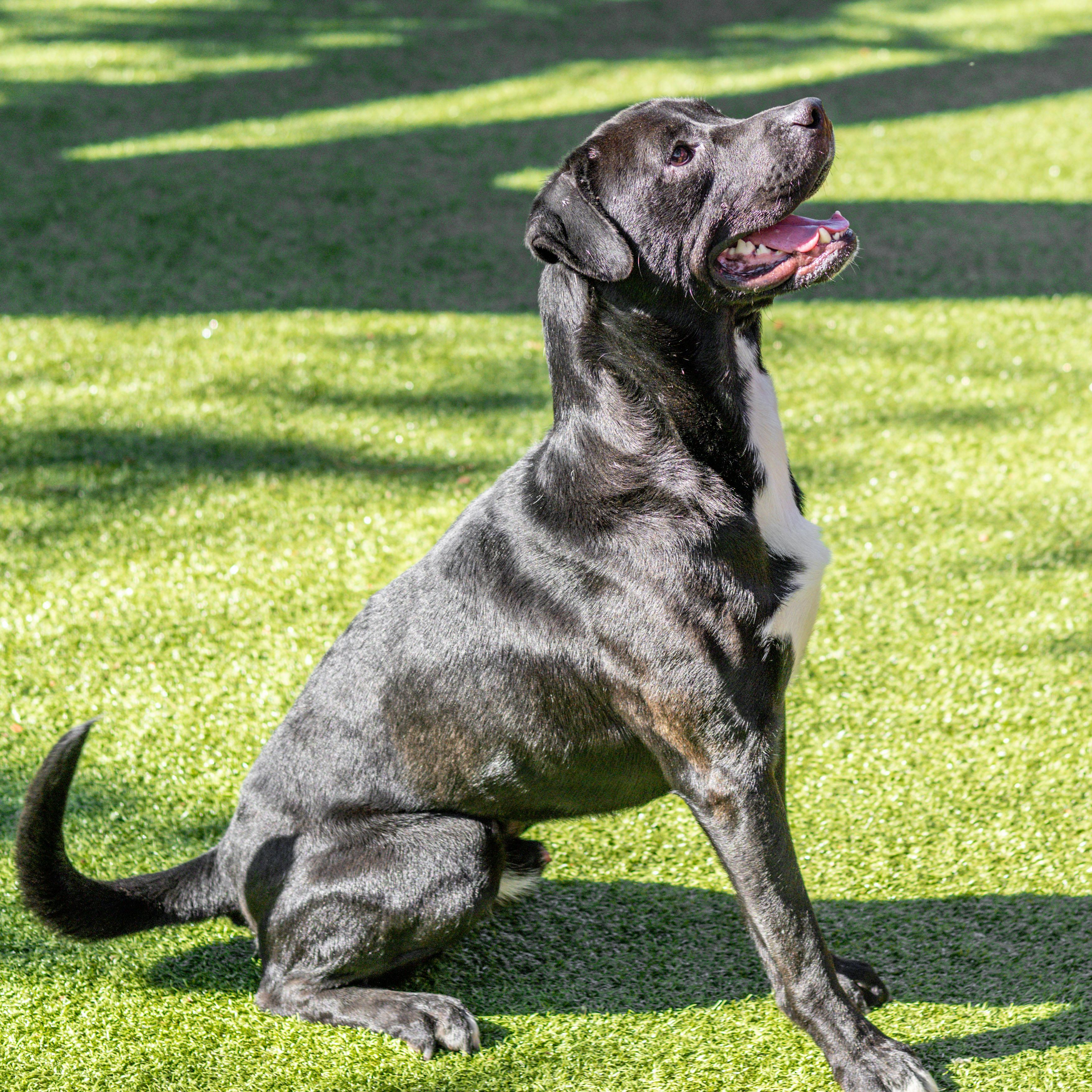 Enlarge Tuxx, a Adoptable mixed breed in Hilton Head Island, SC image 4/4