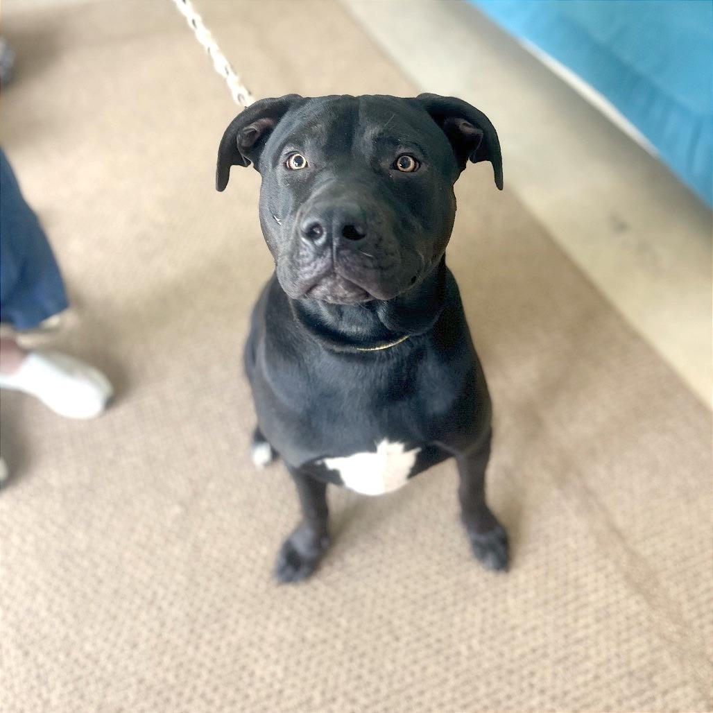 Enlarge Theo (Grasshopper), a Adoptable mixed breed in Brownsboro, AL image 1/5